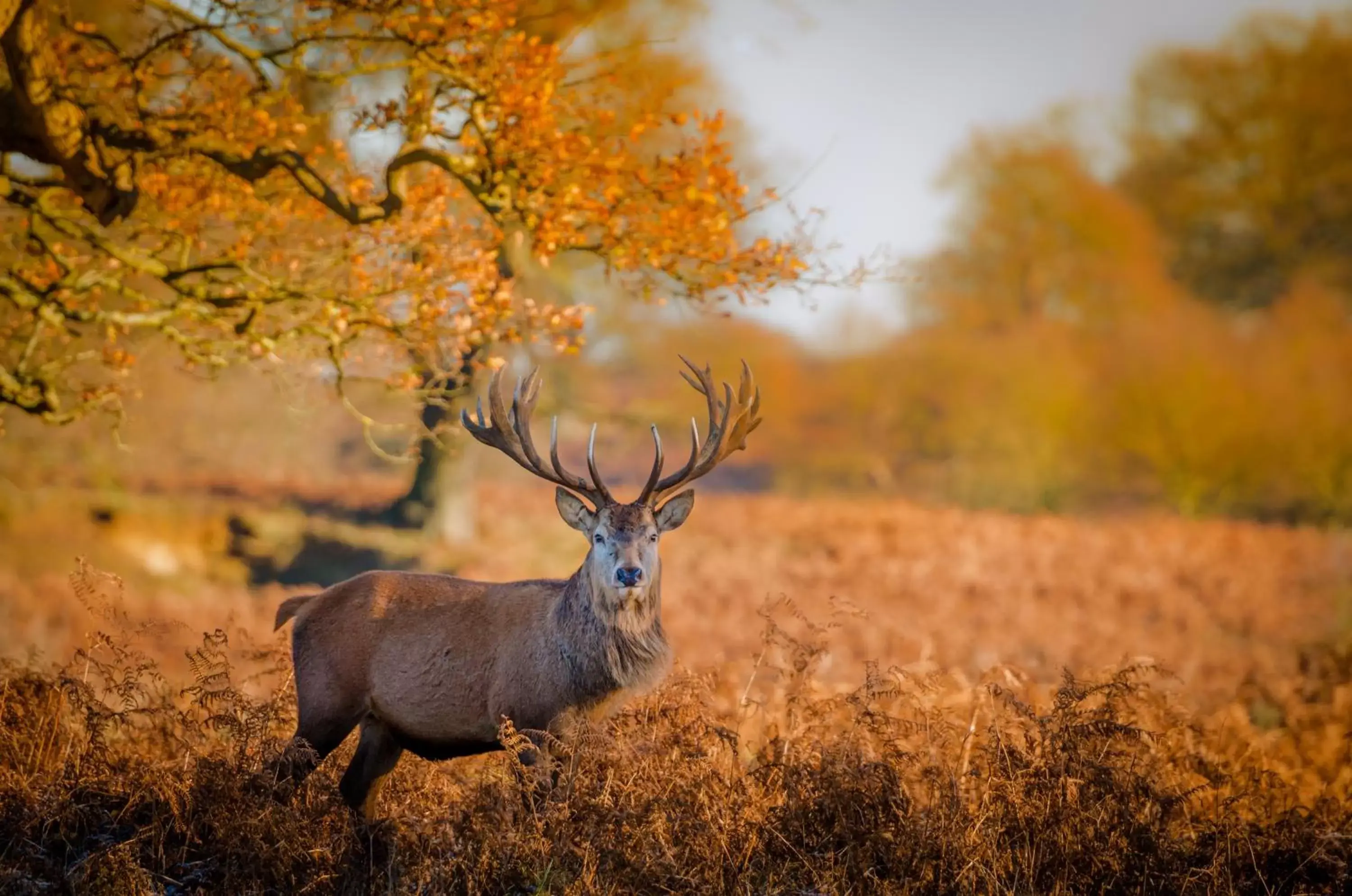 Nearby landmark, Other Animals in The Woburn