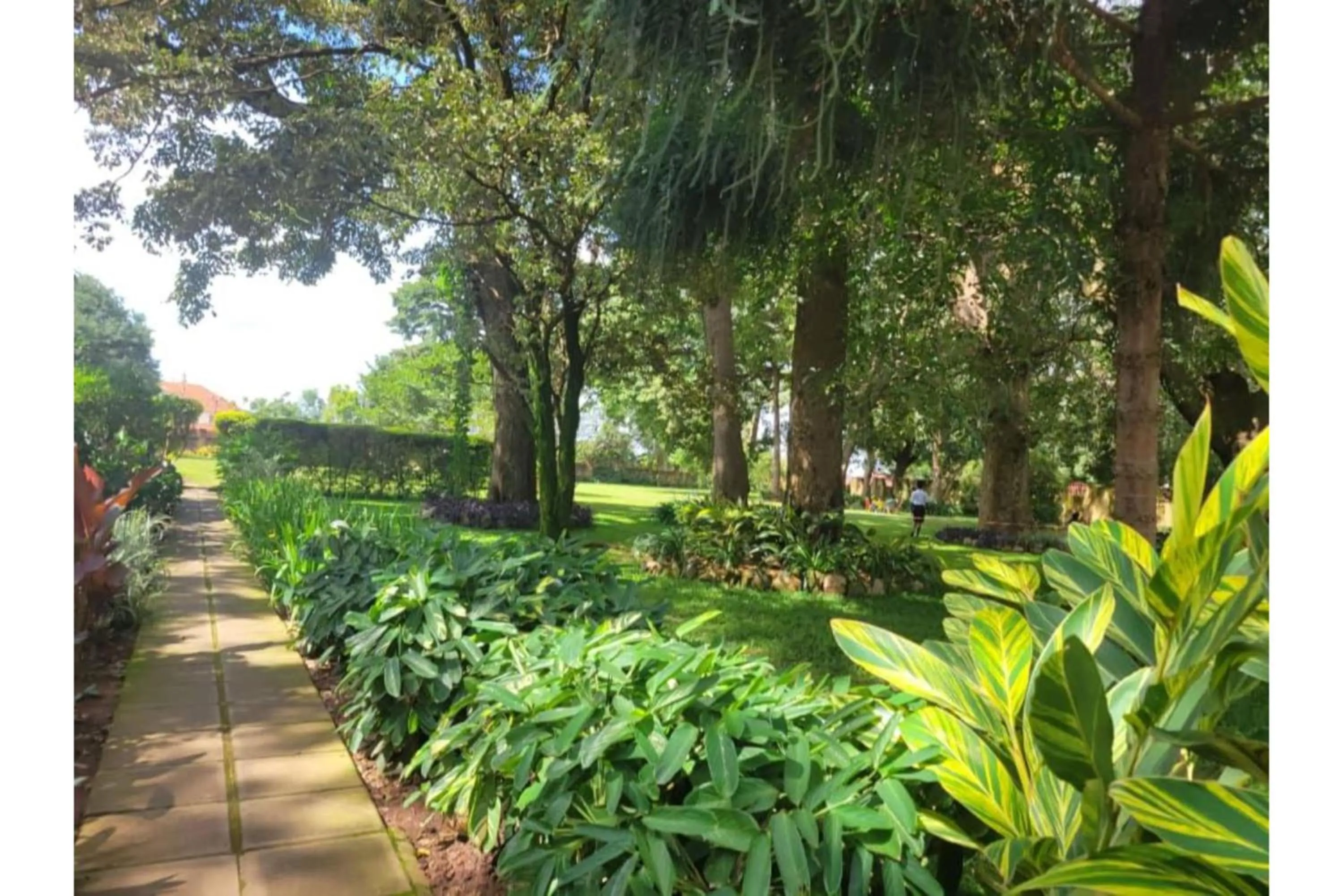 Garden in Acholi Inn