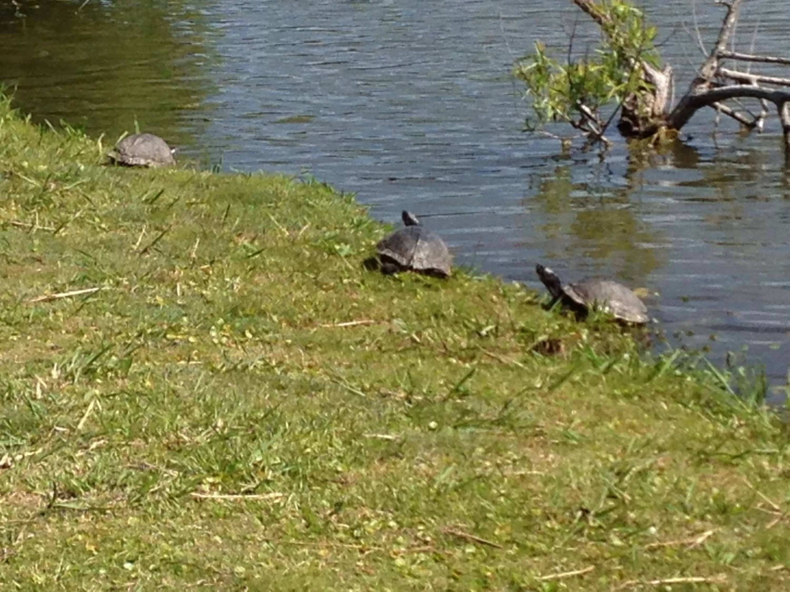 Natural landscape in Oceanview Inn - Emerald Isle