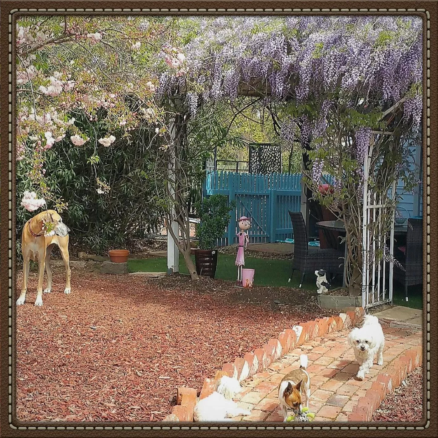 Spring in Must Love Dogs B&B & Self Contained Cottage