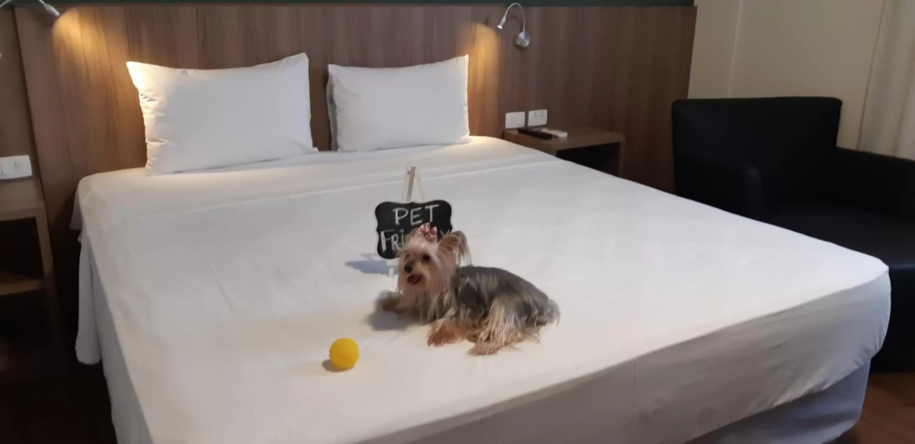 Animals, Bed in Comfort Mogi Guaçu Animals, Bed in Comfort Mogi Guaçu