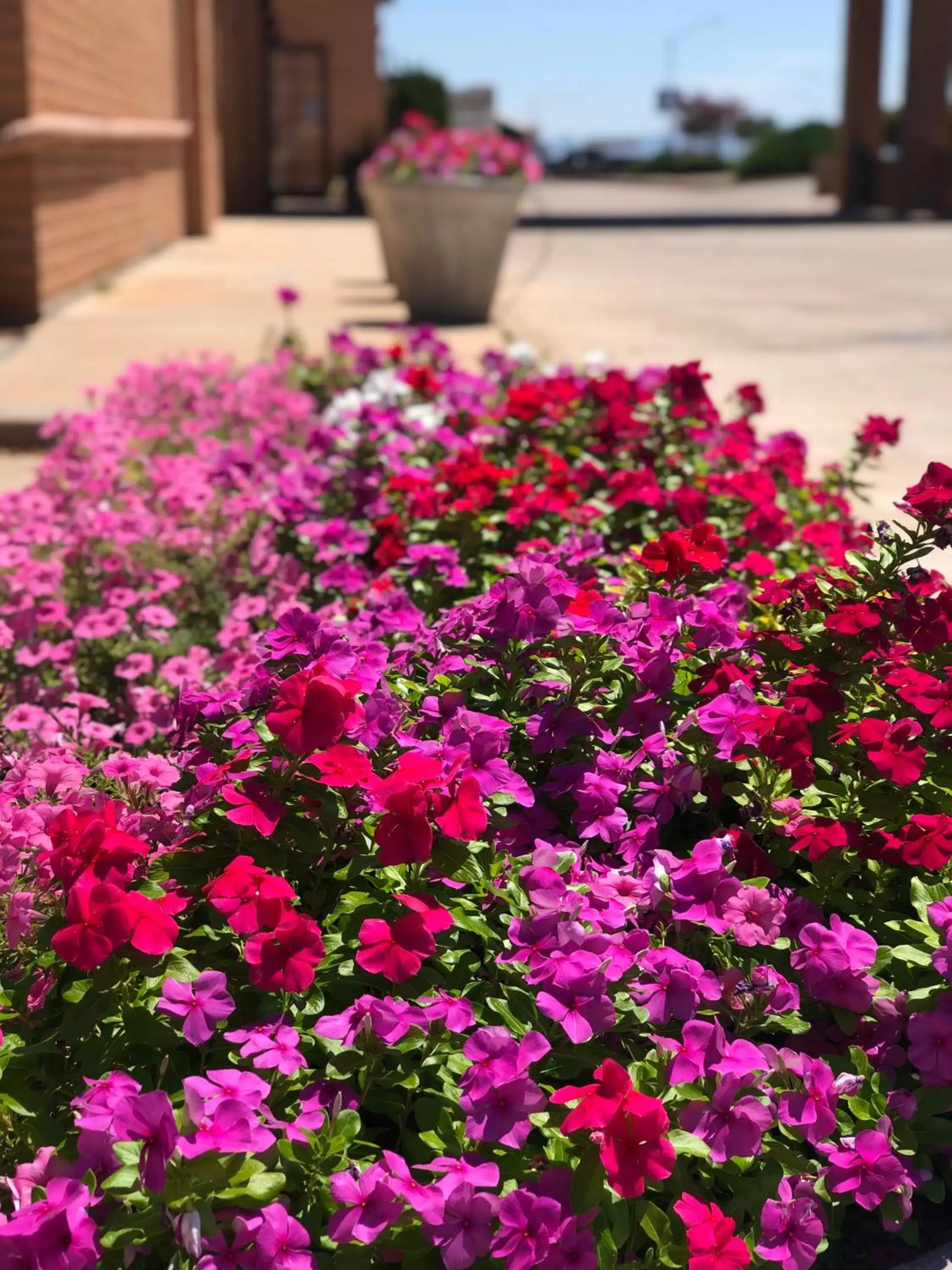 Garden in Sierra Suites Boutique Hotel