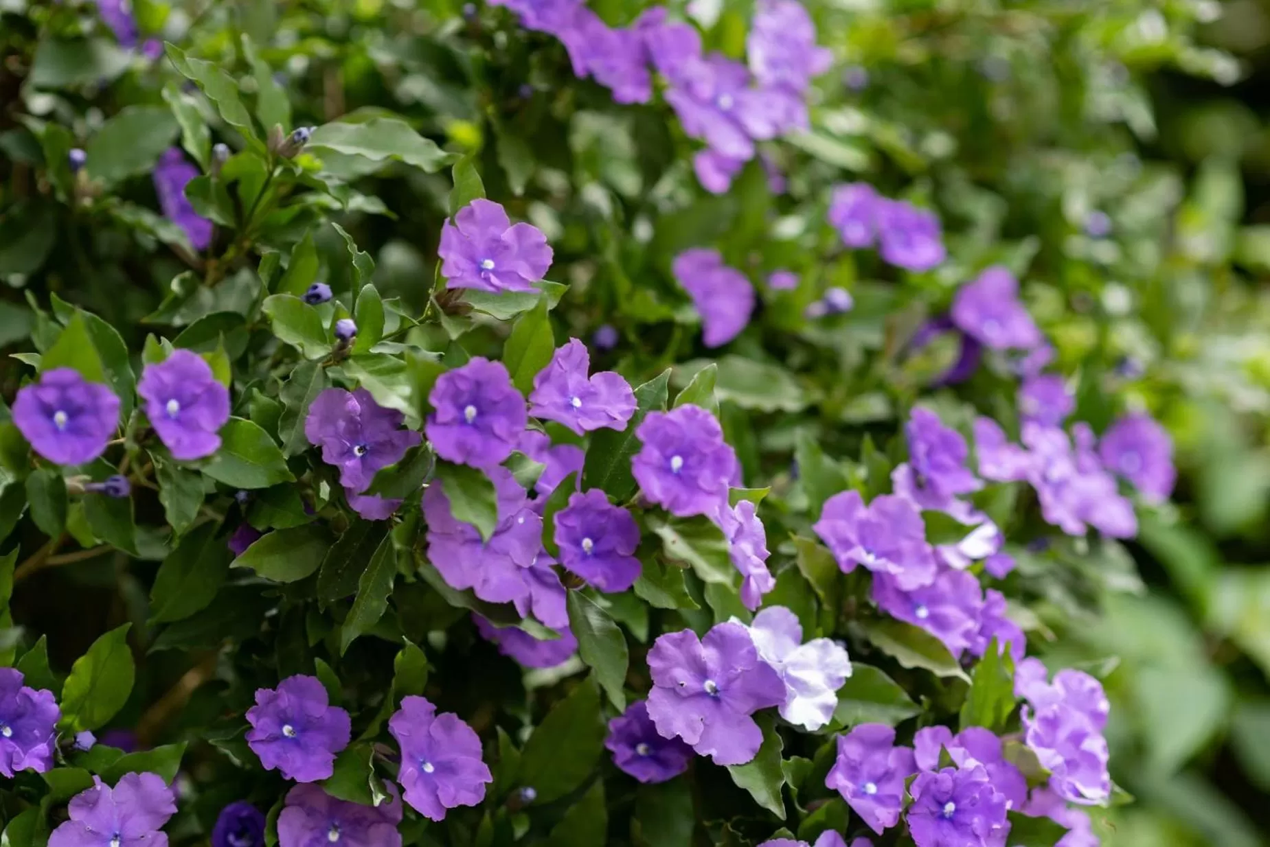 Garden in Pāteke Lodge