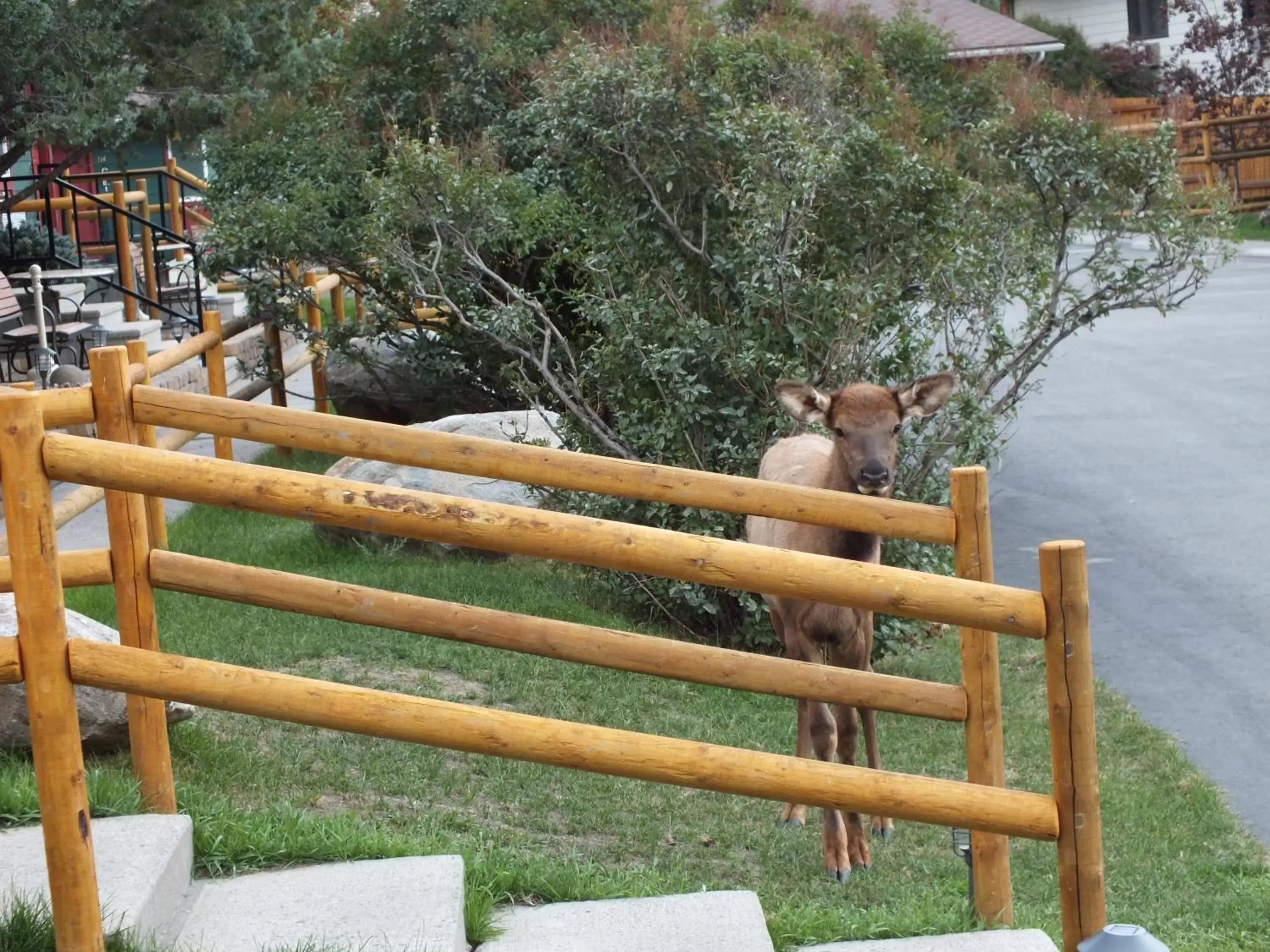 Animals in Yellowstone Gateway Inn