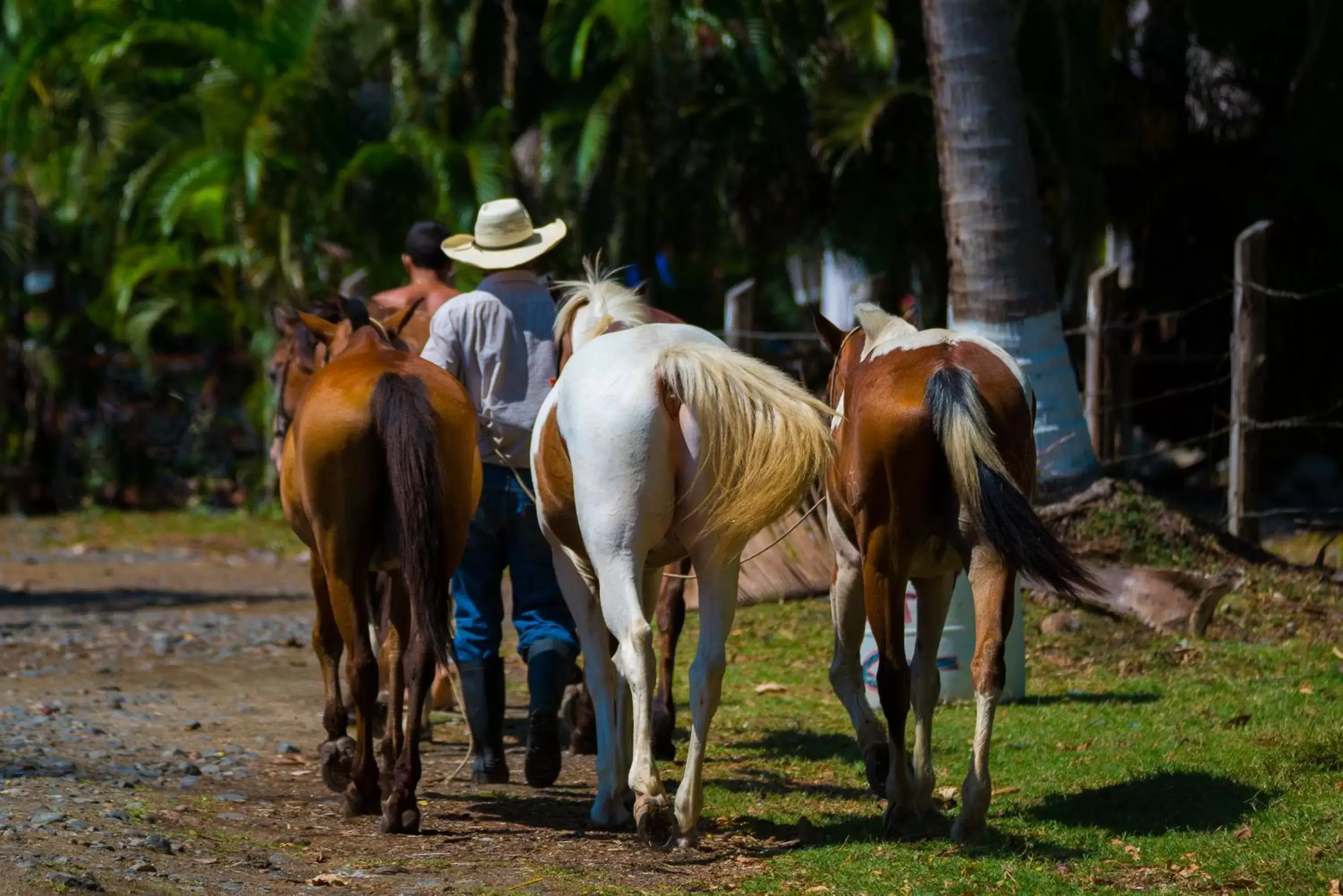 Activities, Horseback Riding in Costa Rica Surf Camp by SUPERbrand