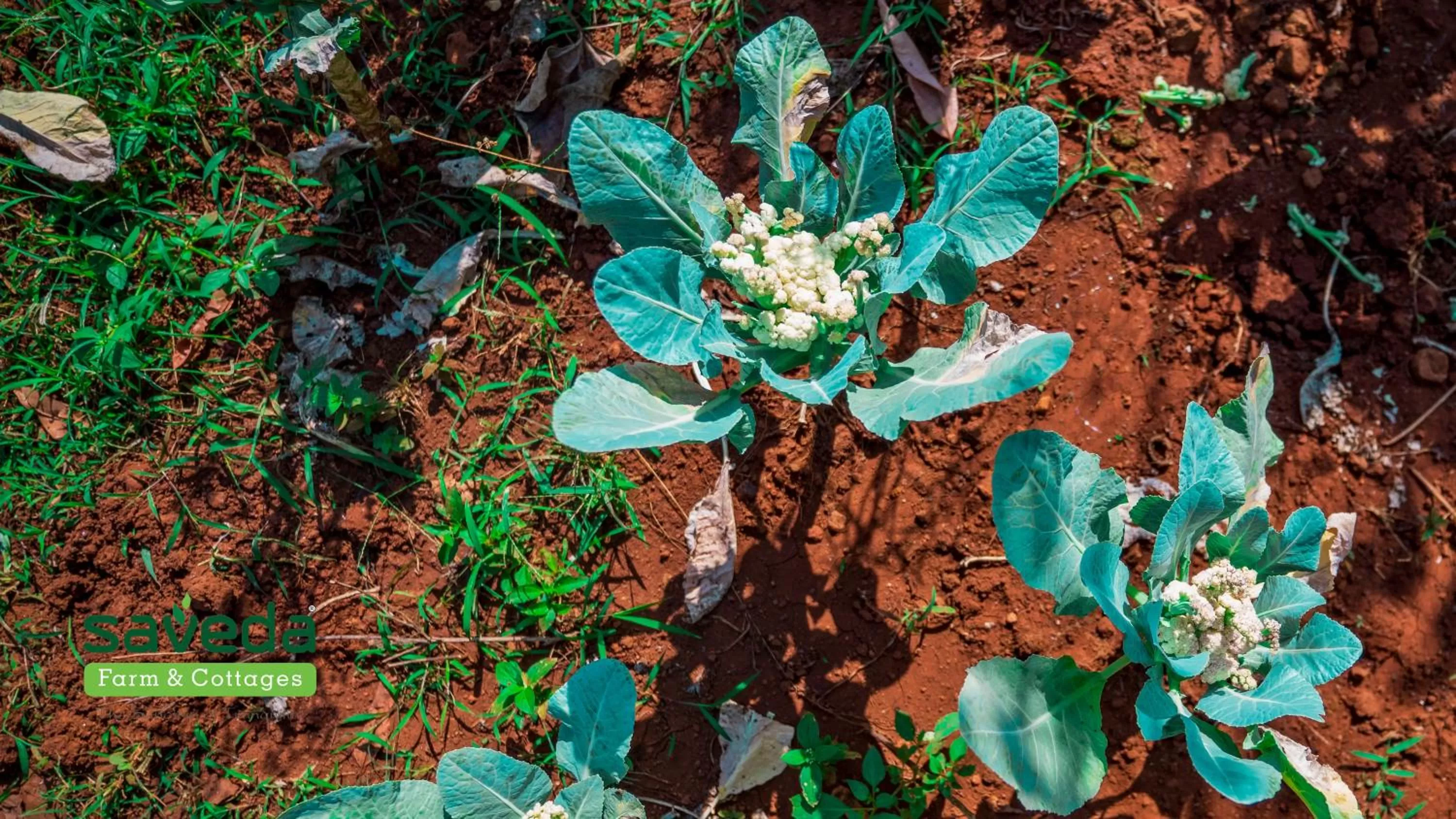Garden in Saveda Farm & Cottages