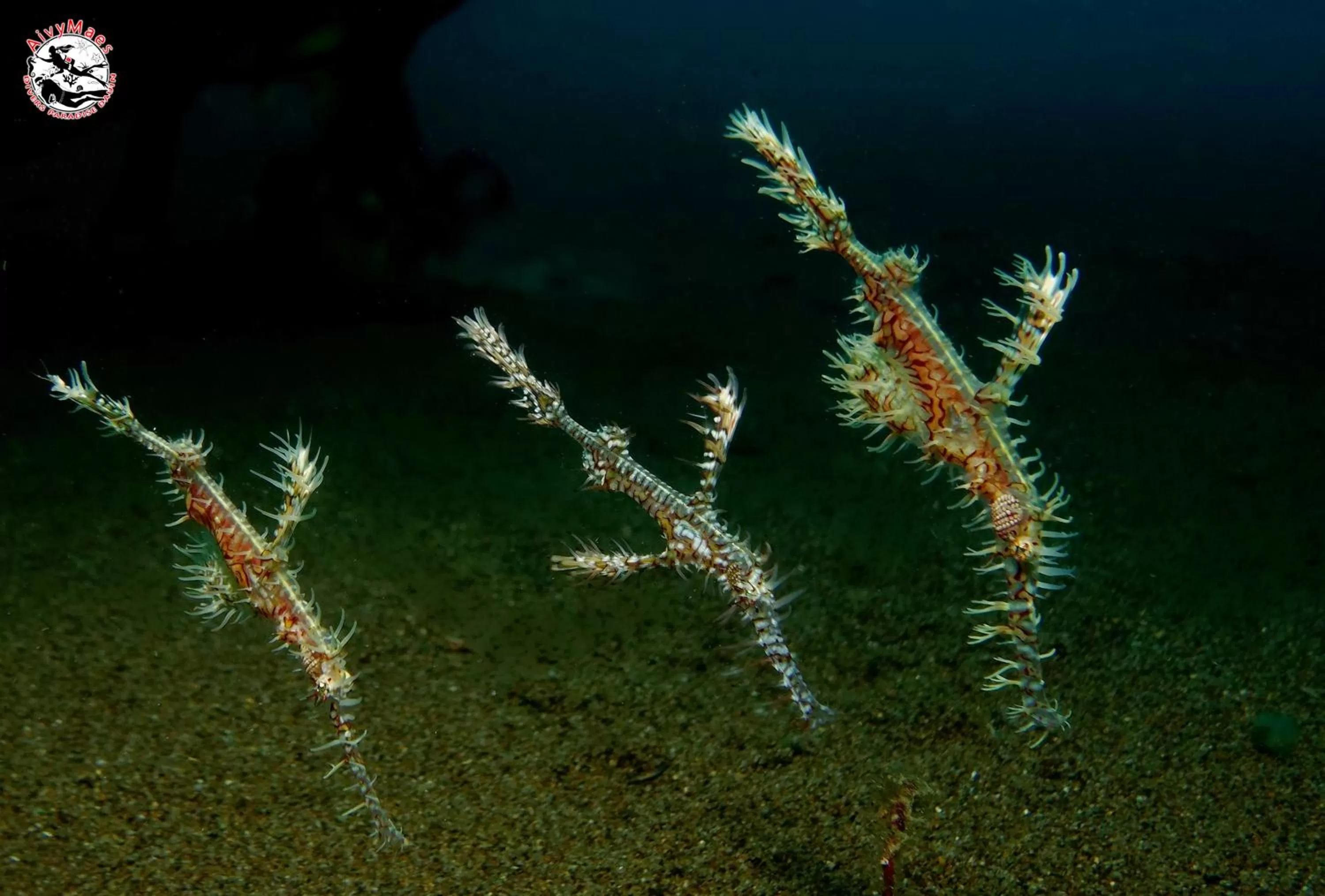 Snorkeling in AivyMaes Divers Resort