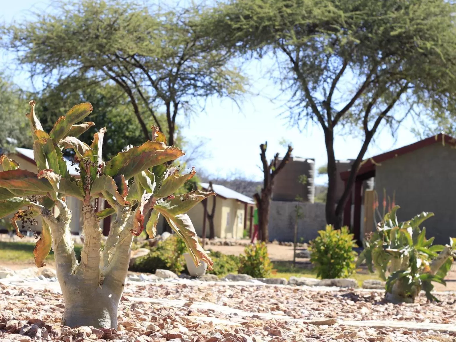 Garden, Property Building in Abenab Lodge & Tours cc