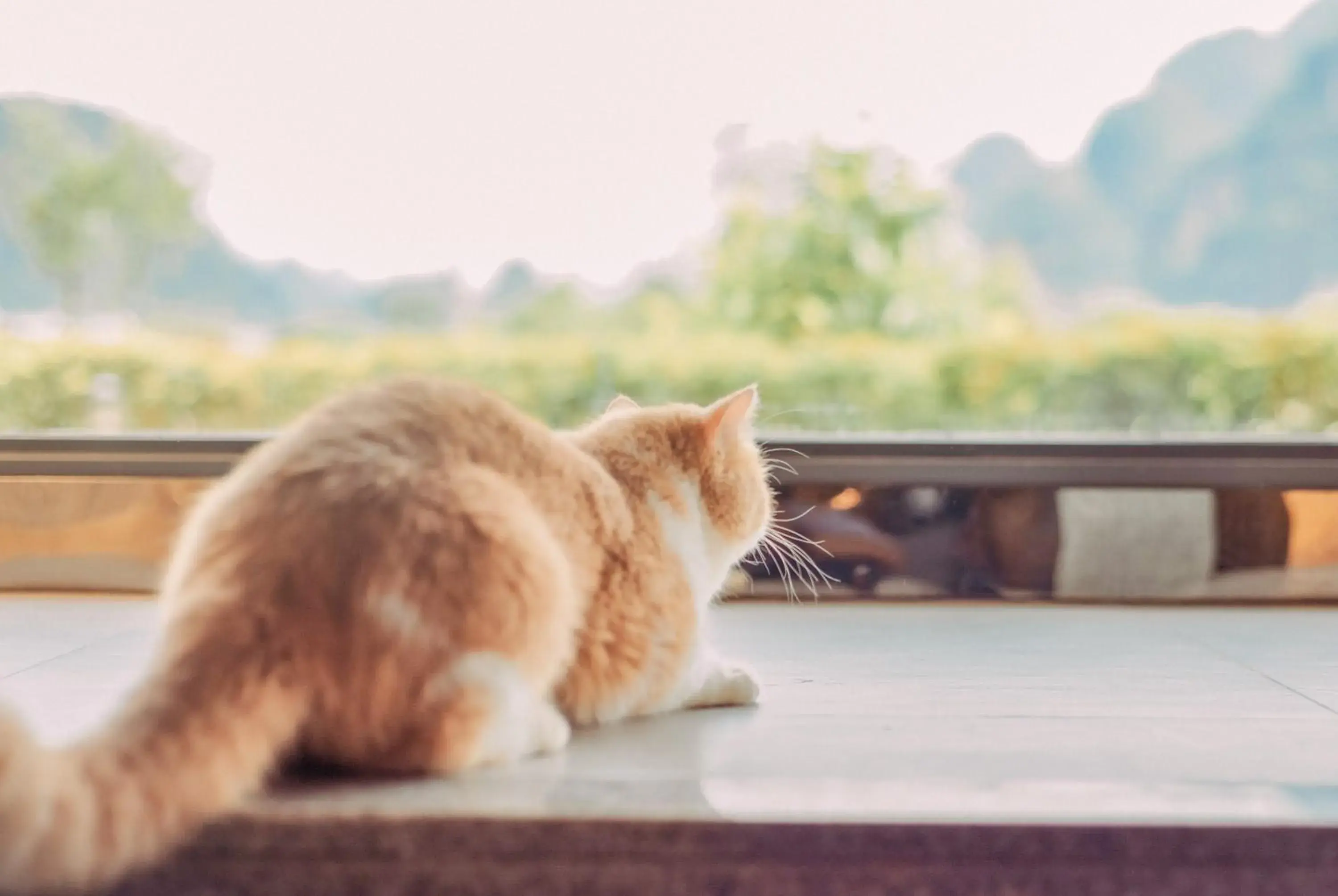 Pets in Yangshuo Zen Garden Resort