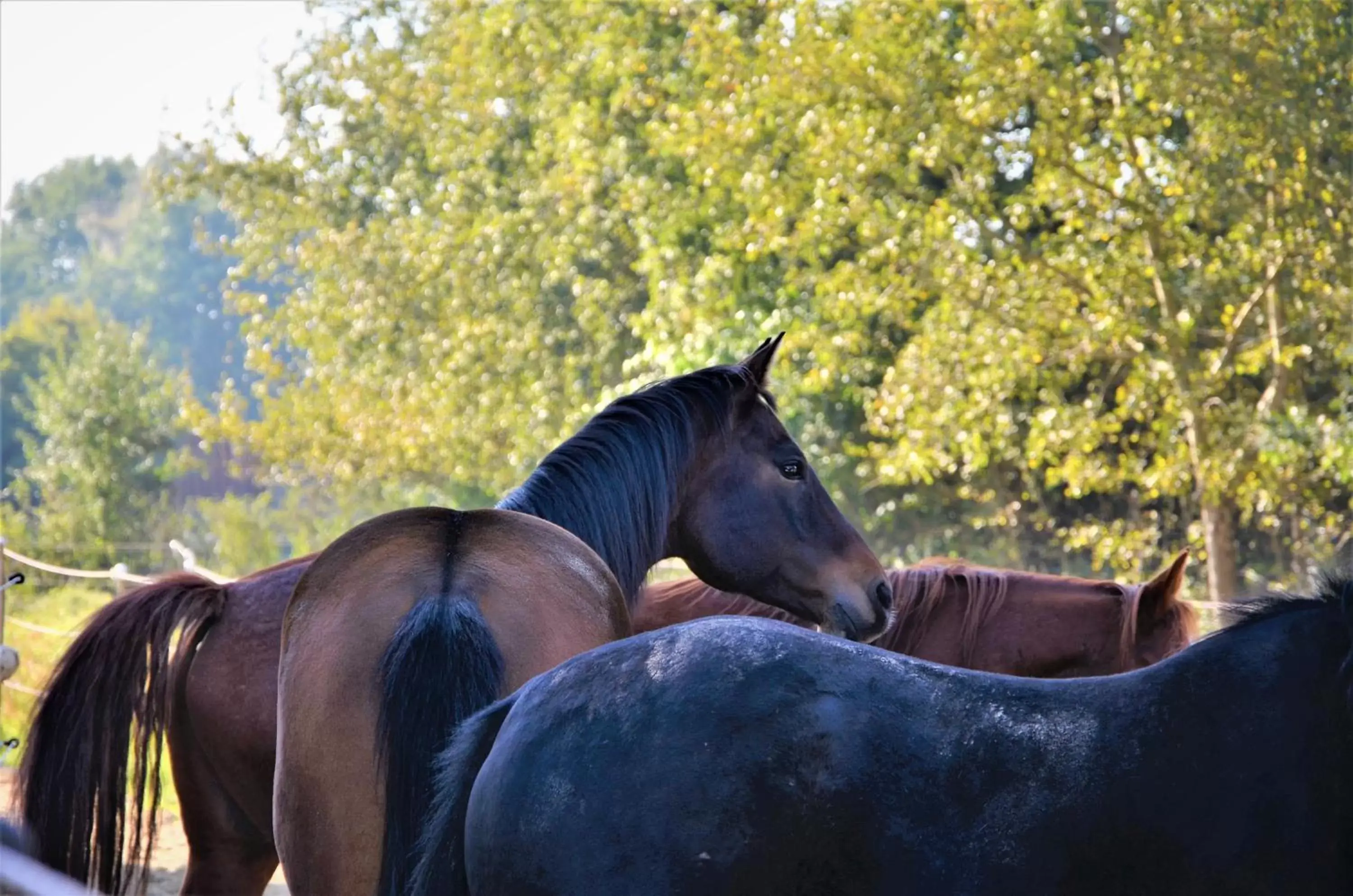 Activities, Other Animals in Landhotel Rehedyk