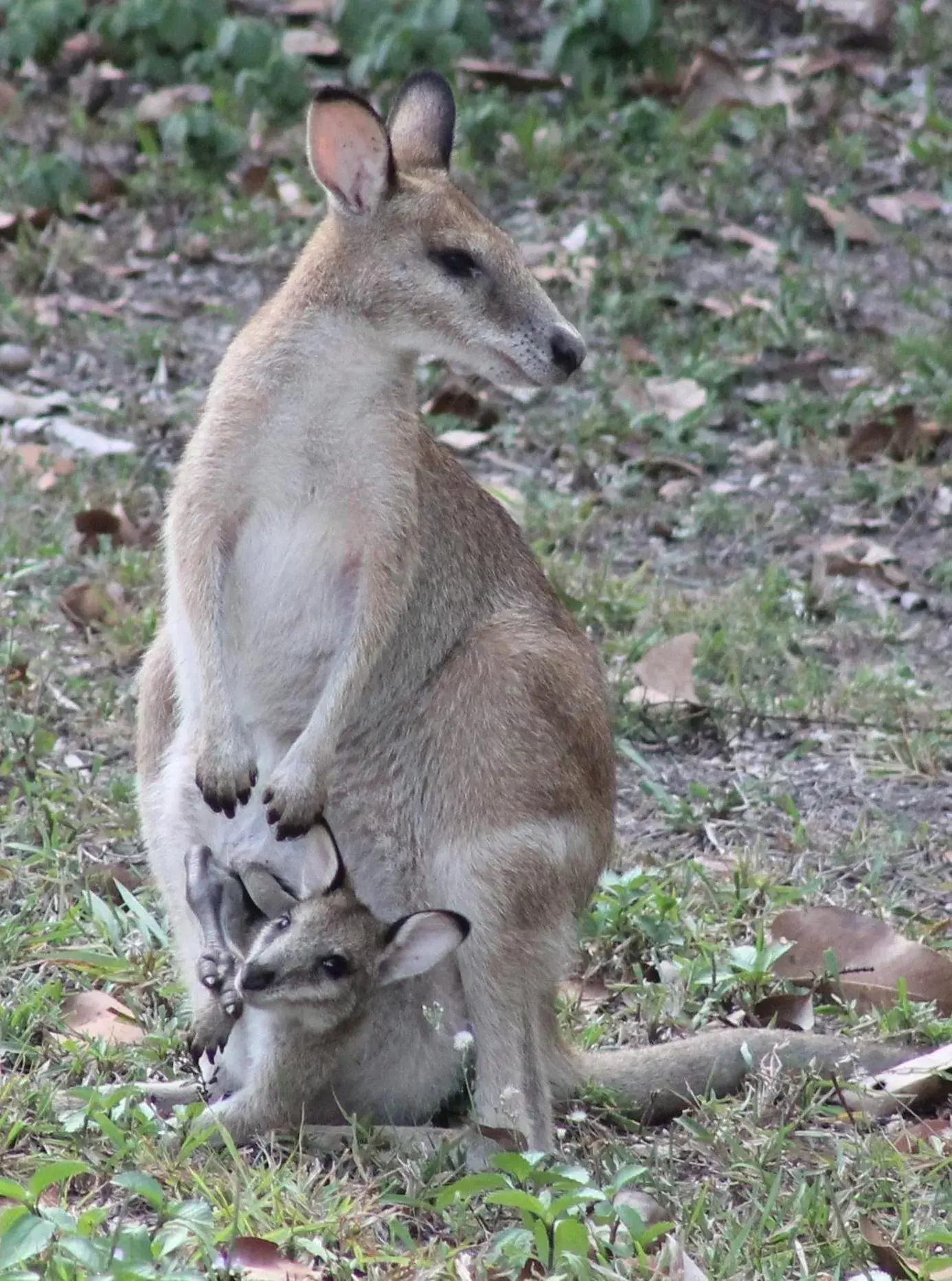 Animals, Other Animals in Airlie Beach Eco Cabins - Adults Only