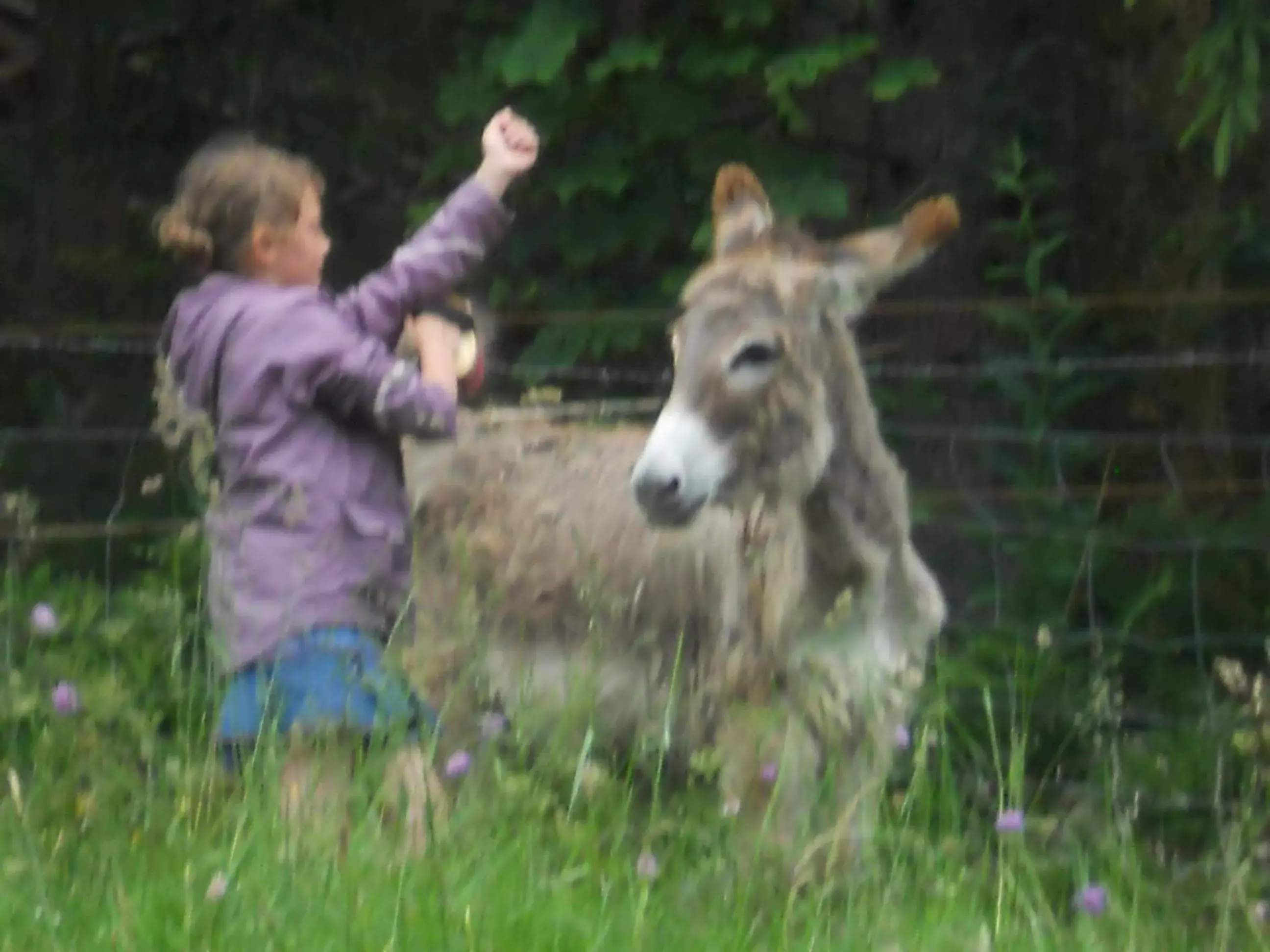 Animals, Children in Auberge du Saut des Cuves