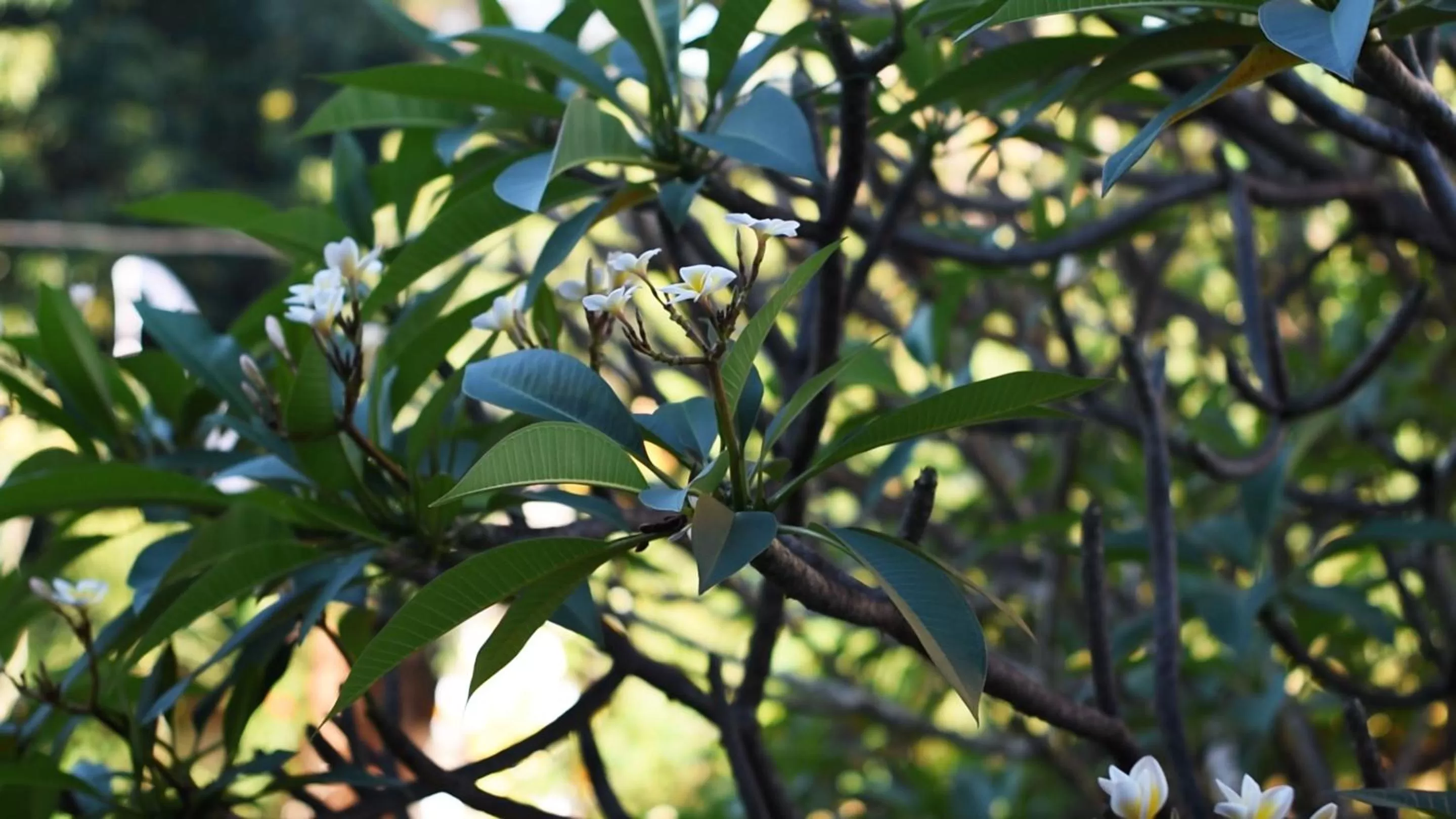 Garden in Manzelejepun Villa & Pavilion