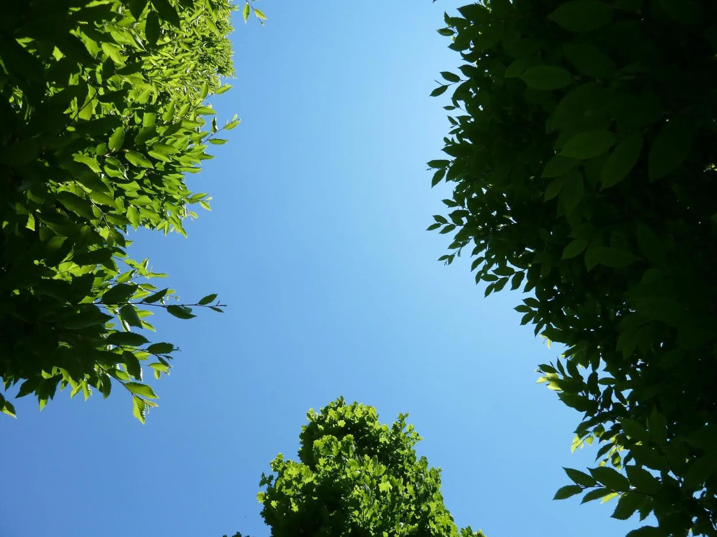 Garden in Sangallo Park Hotel