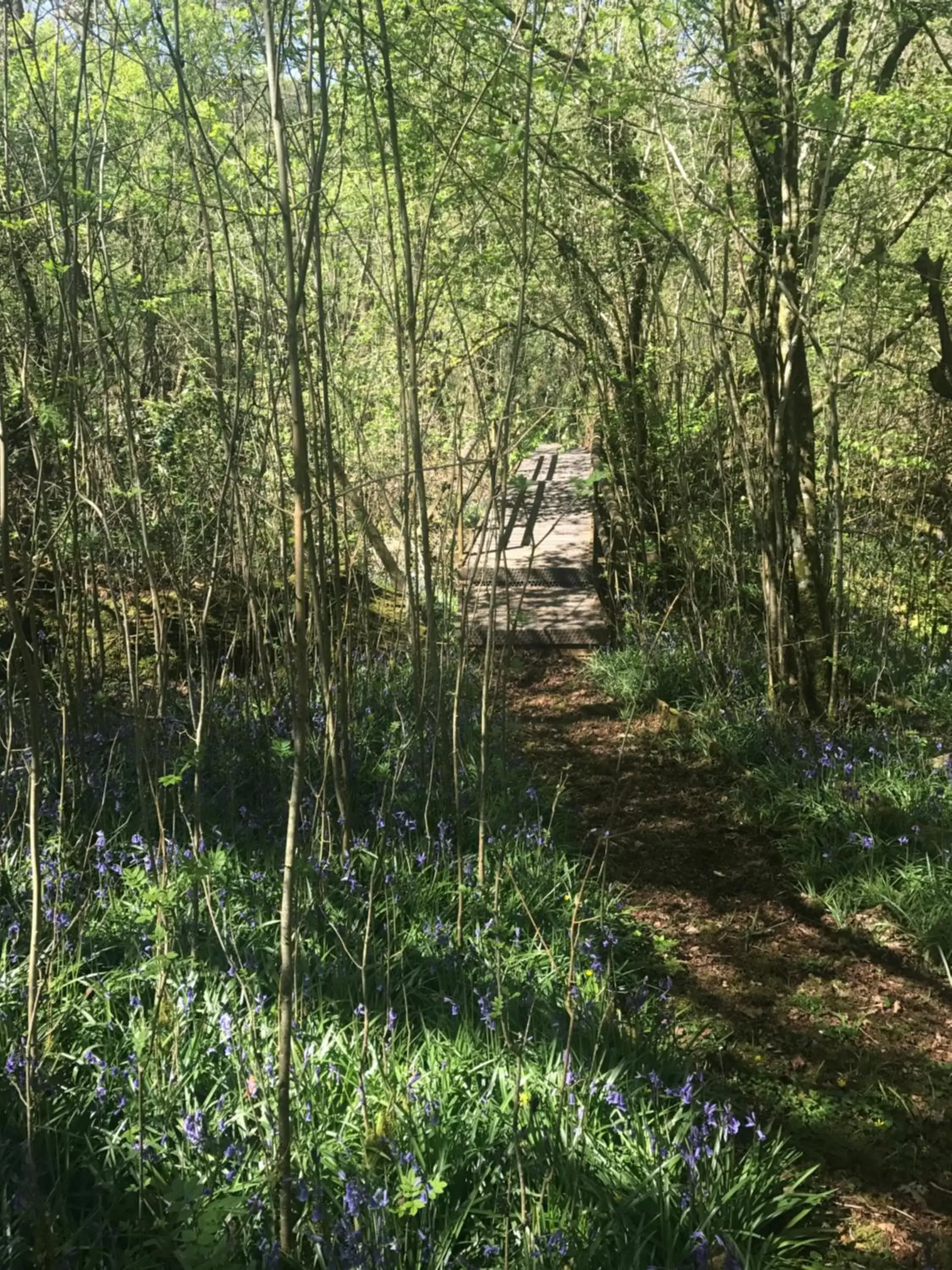 Natural landscape in Henllys Estate B and B