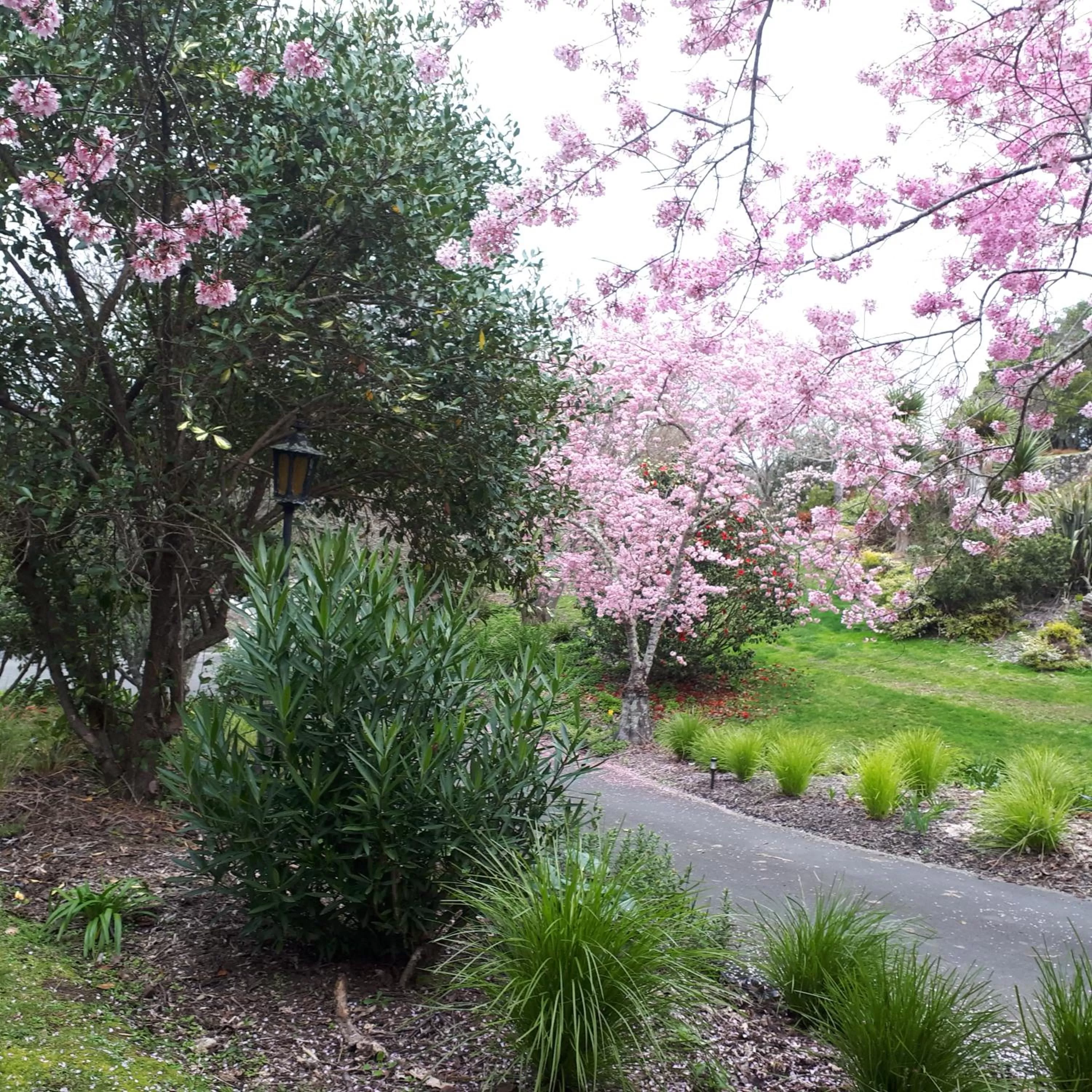 Garden in māra
