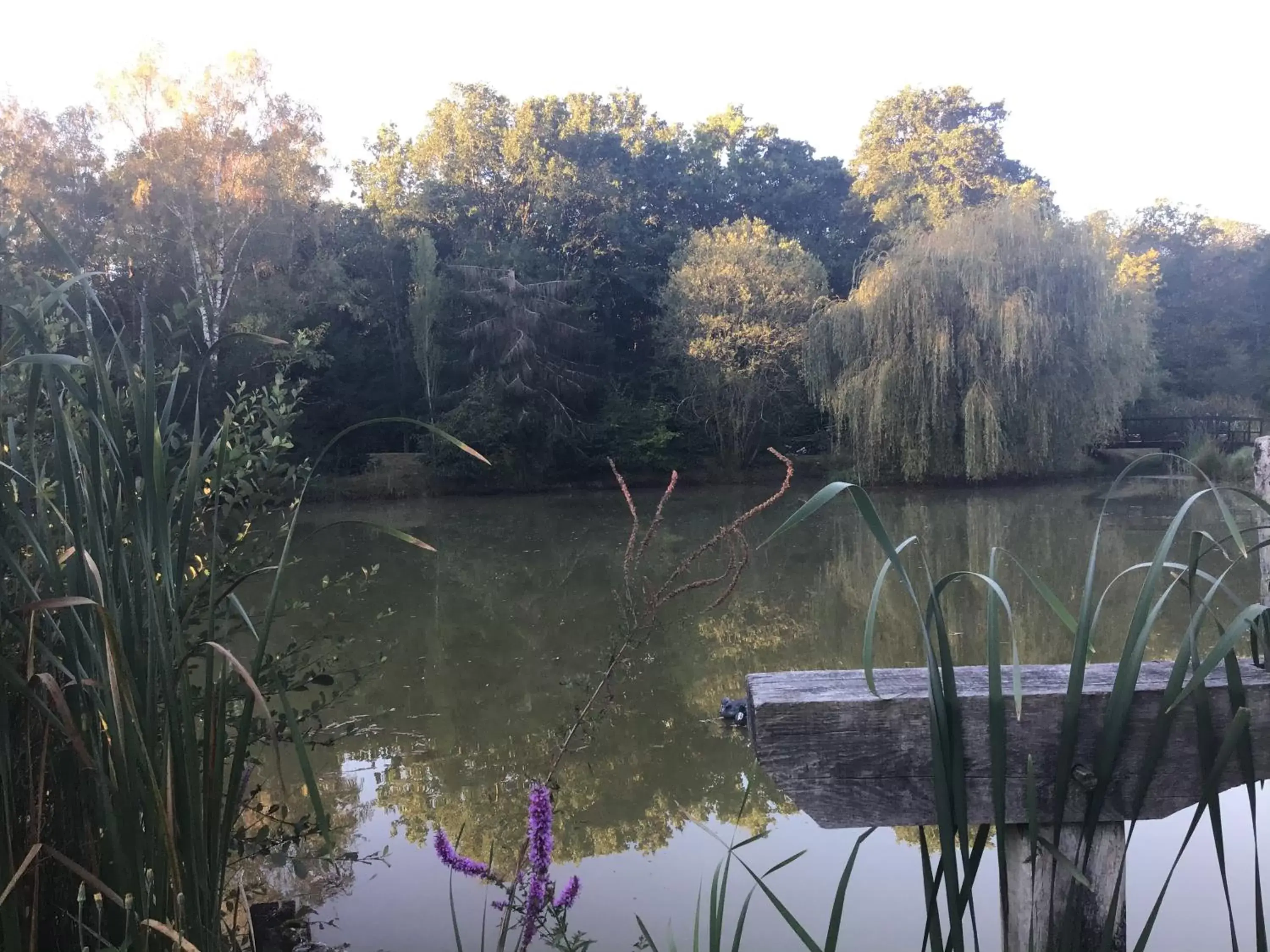 Lake view in Ferme Boisquillon