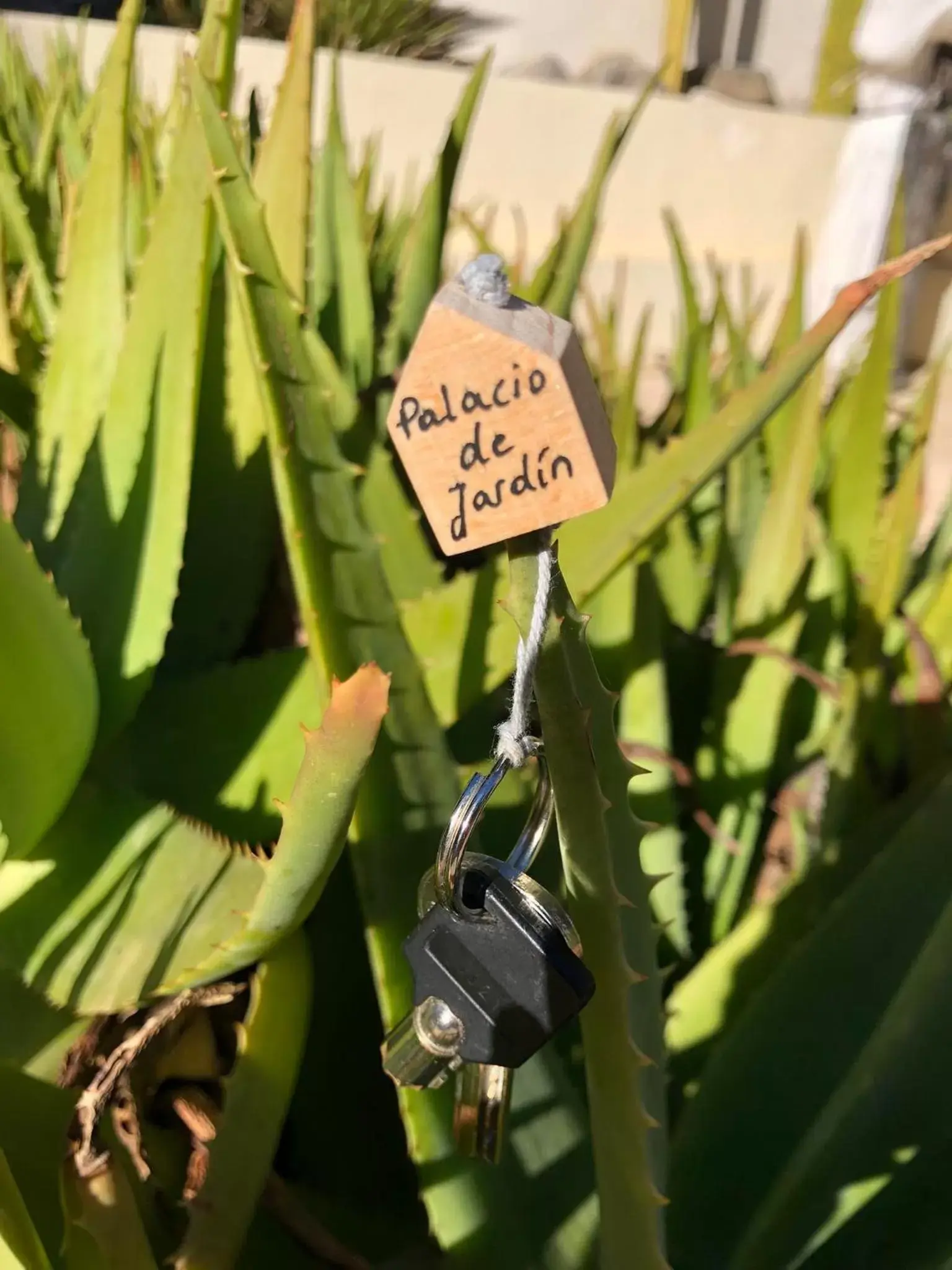 Garden in CASA-ORBETA