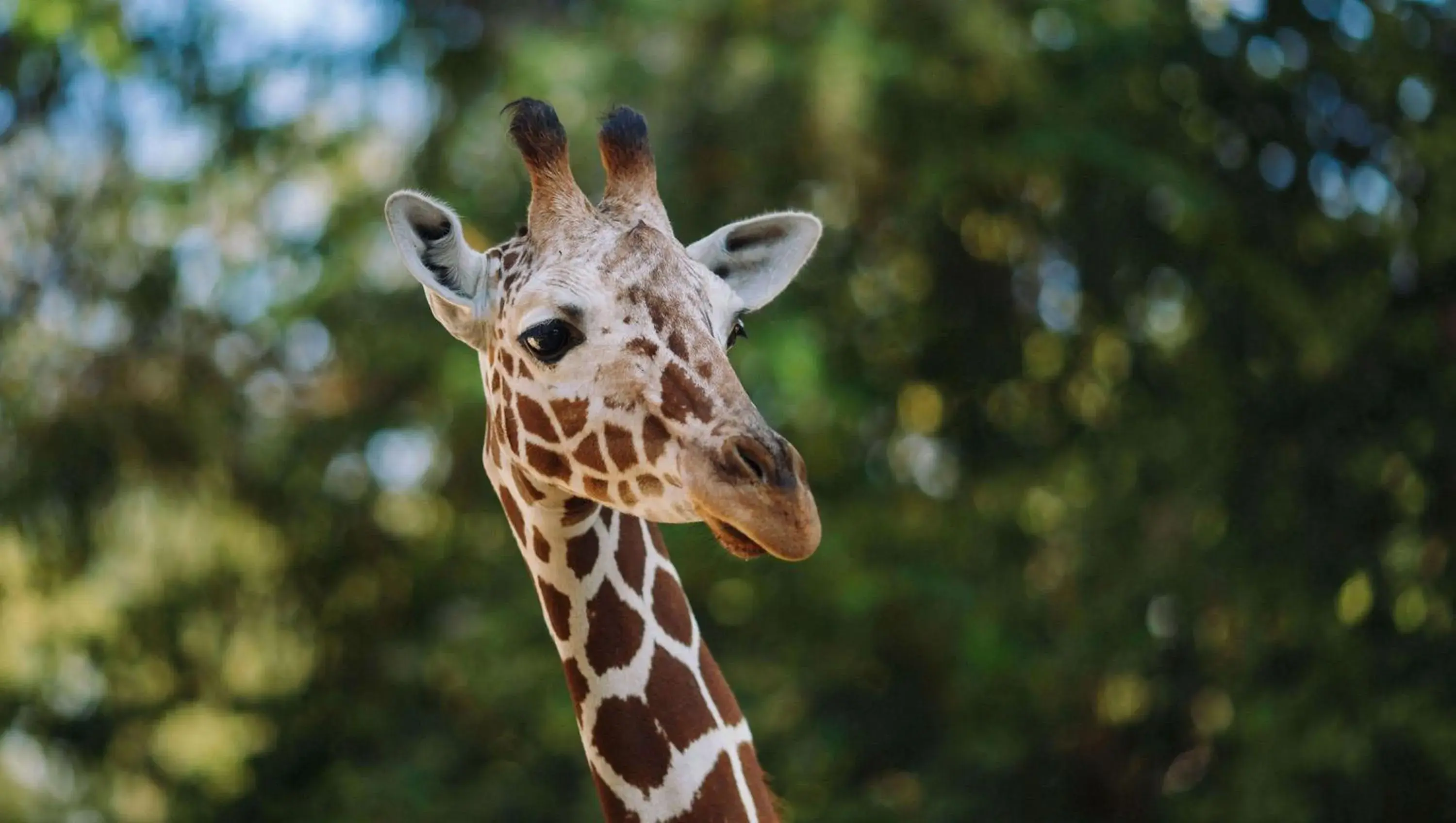 Nearby landmark, Other Animals in Magnuson Hotel Mountain View