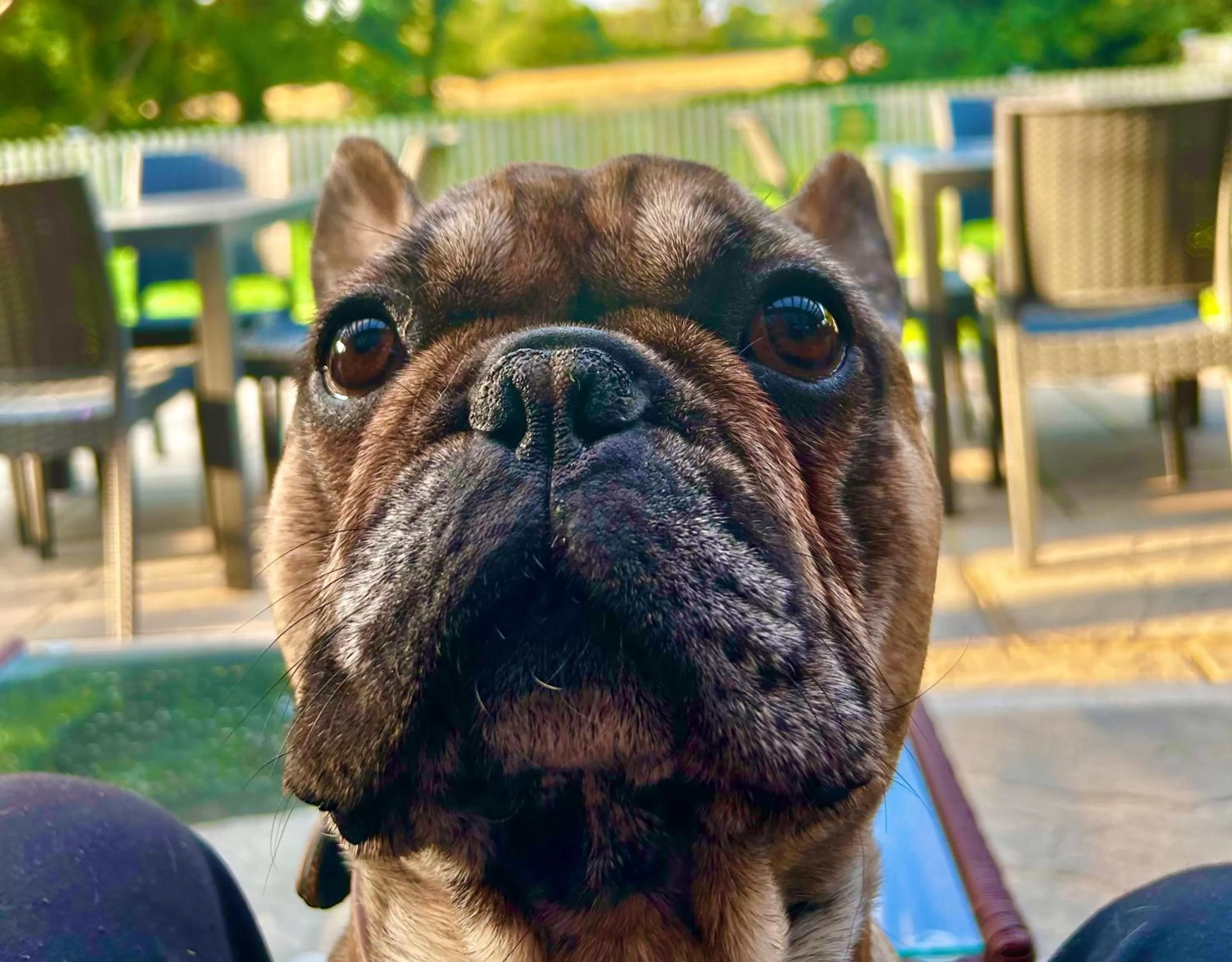 Pets in Crown & Anchor