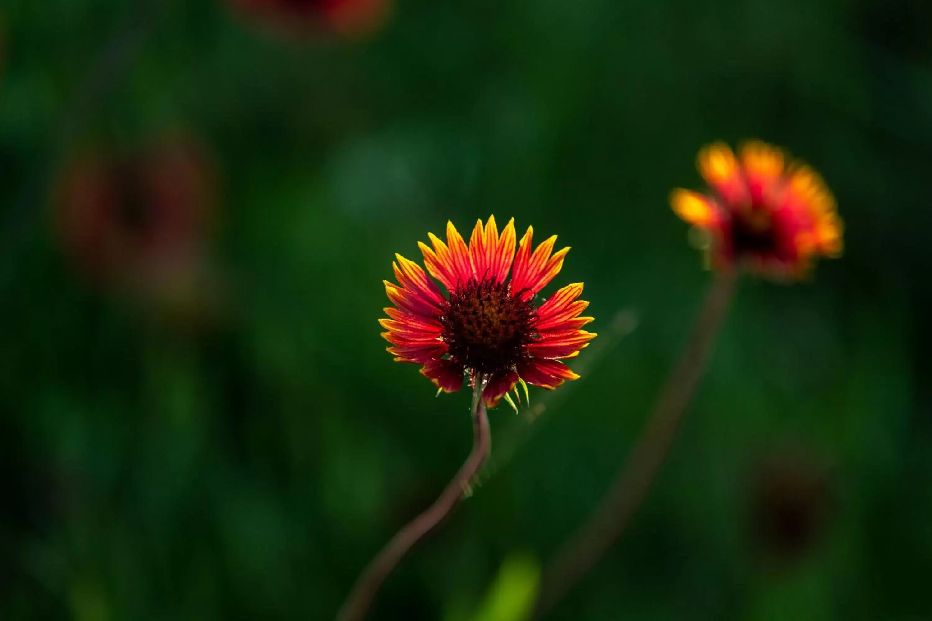 Spring, Other Animals in Wildcatter Ranch and Resort