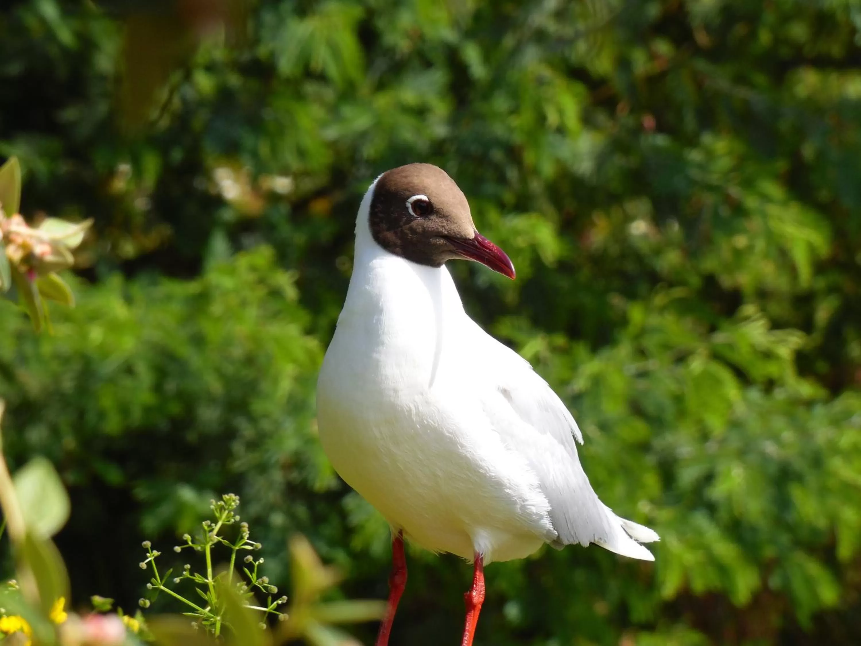 Animals, Other Animals in Hotel Boutique Casa Werner
