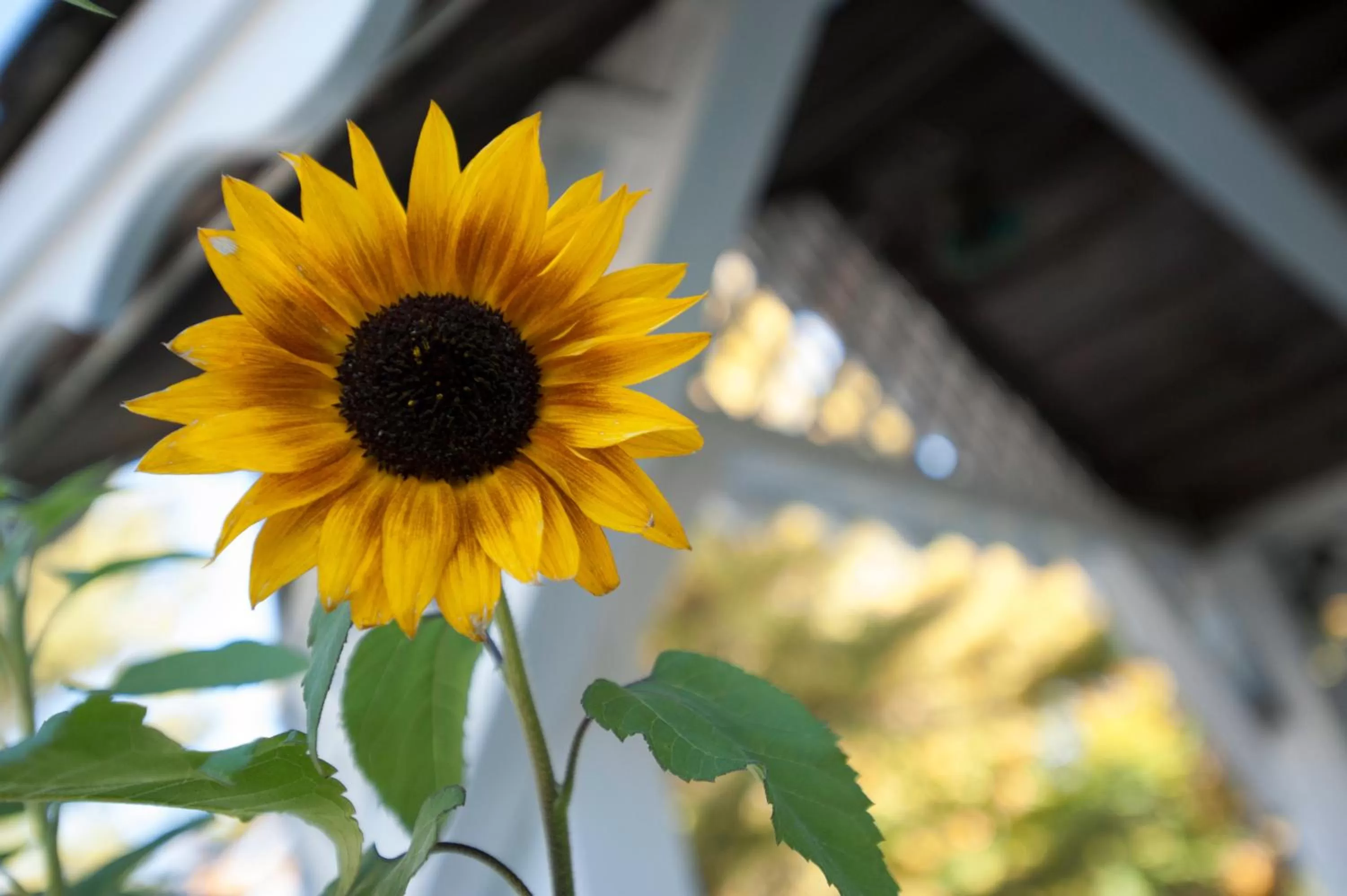 Garden in Summit Lodge