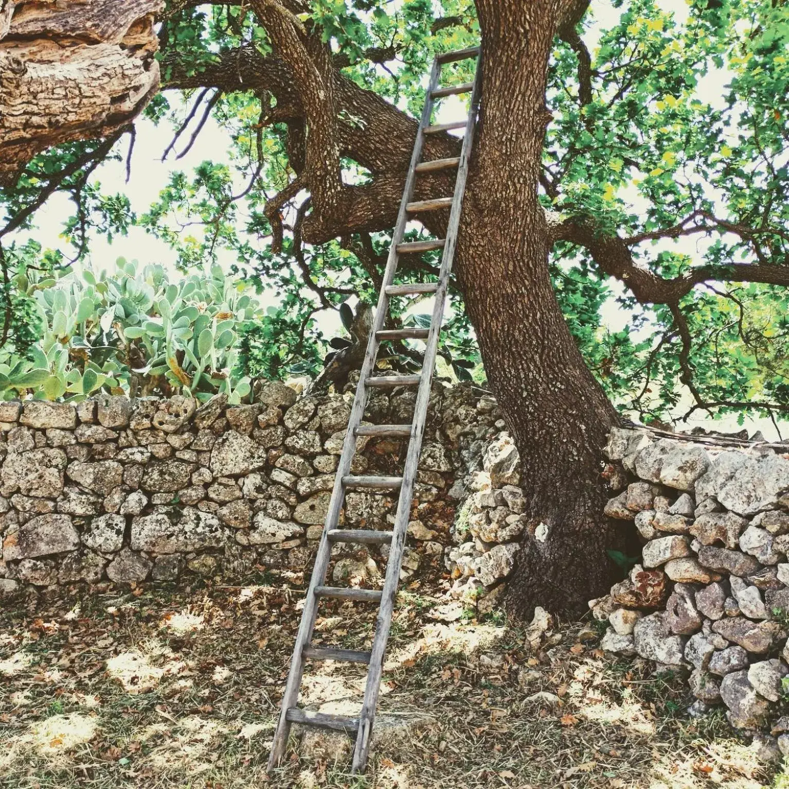 Natural landscape, Other Animals in Masseria LoJazzo