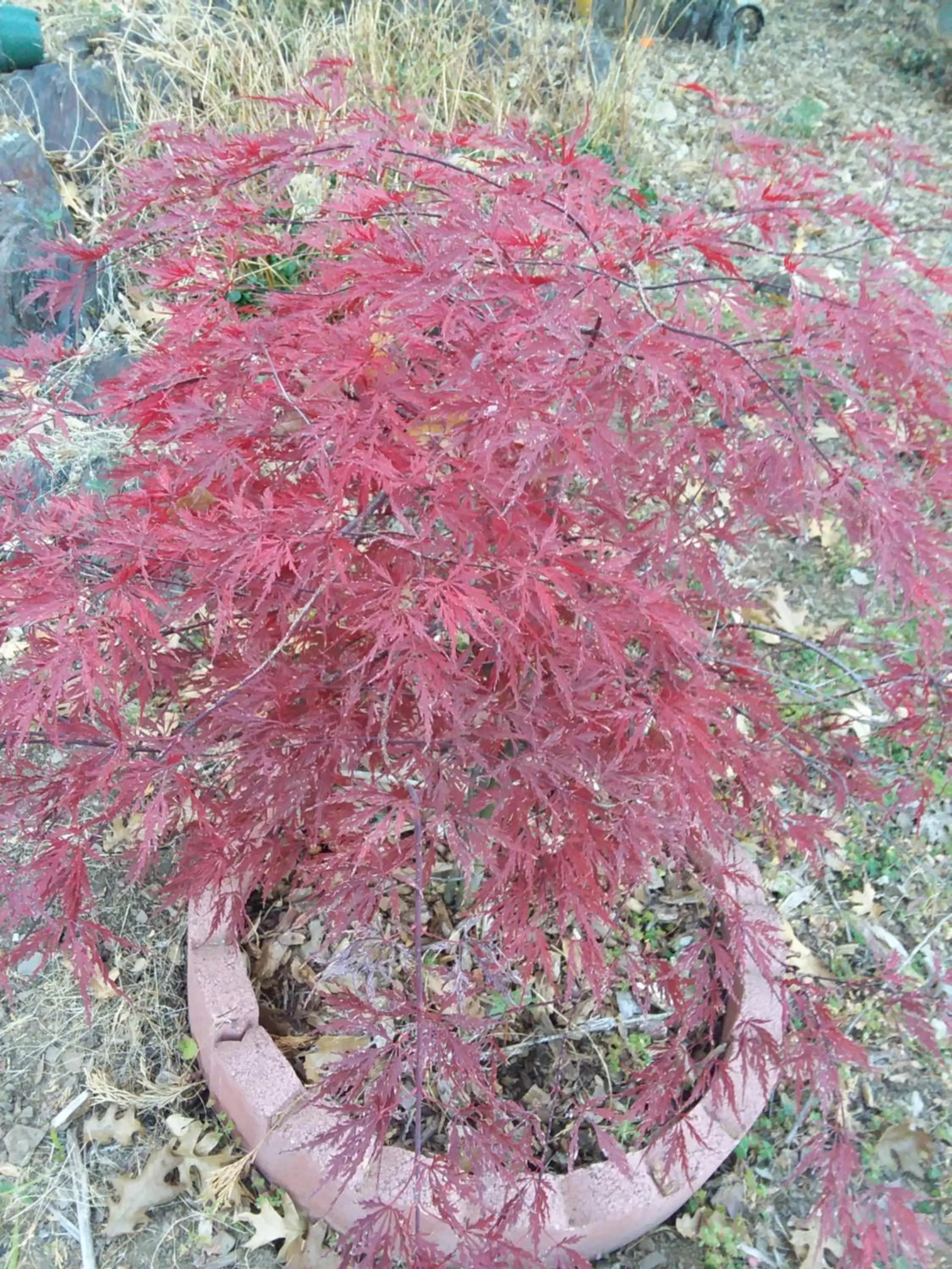 Garden view in Yosemite Paradise Inn