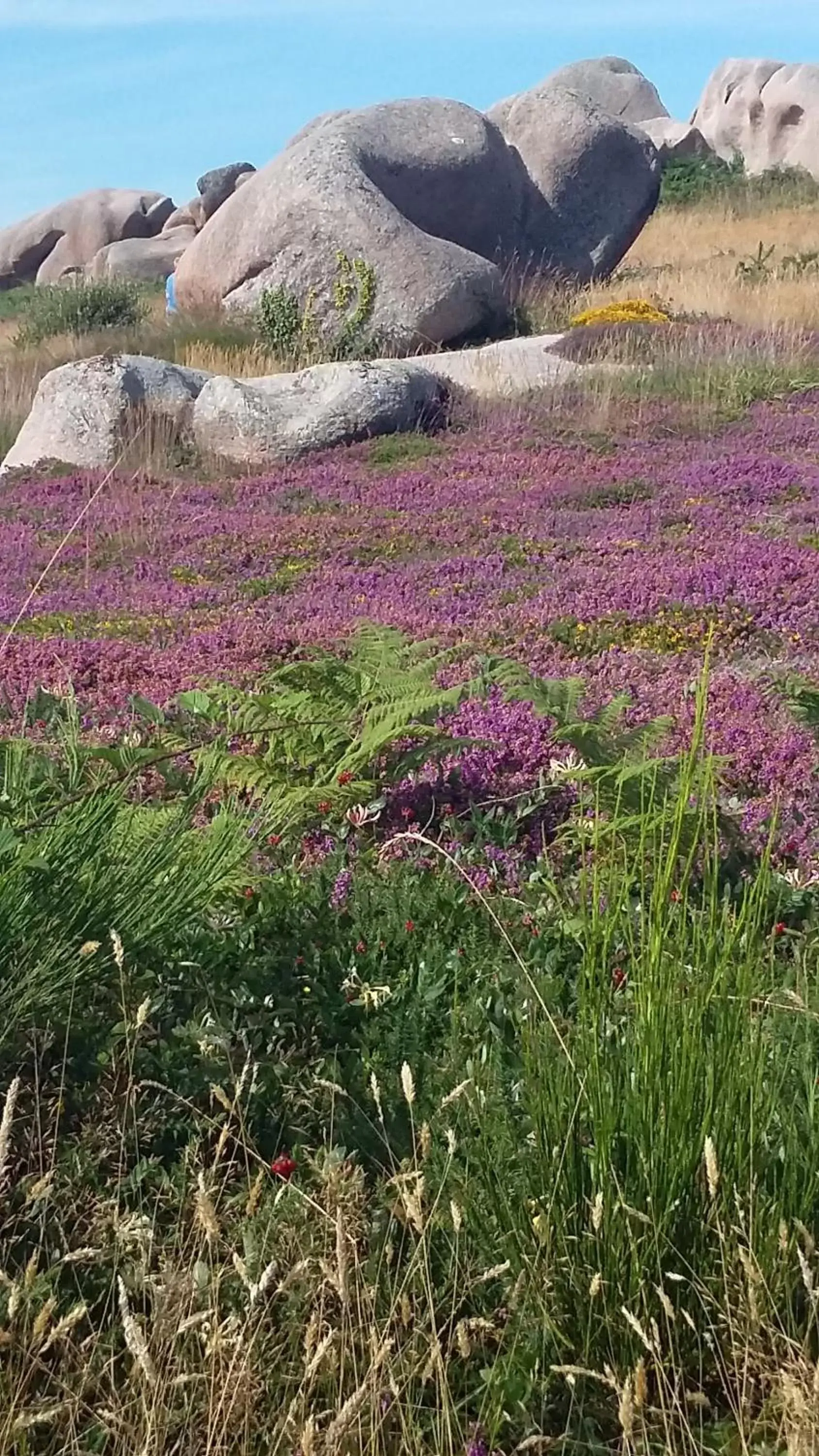 Natural Landscape in Les Hortensias - Chambres d'Hôtes