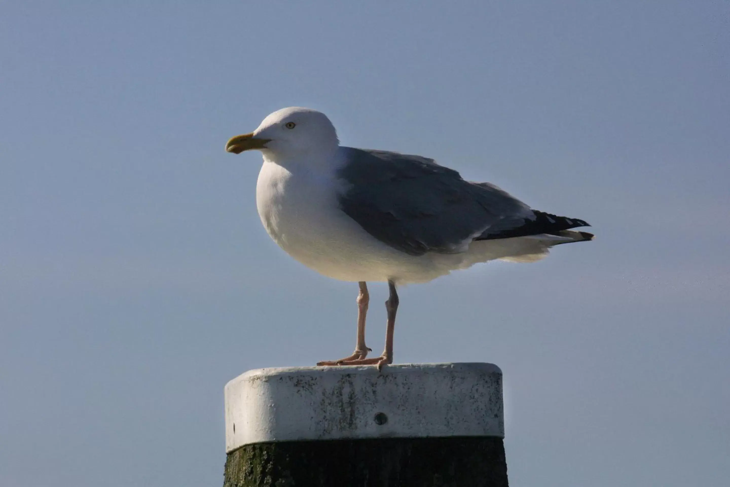 Bird's eye view, Other Animals in Paal 8 Hotel aan Zee