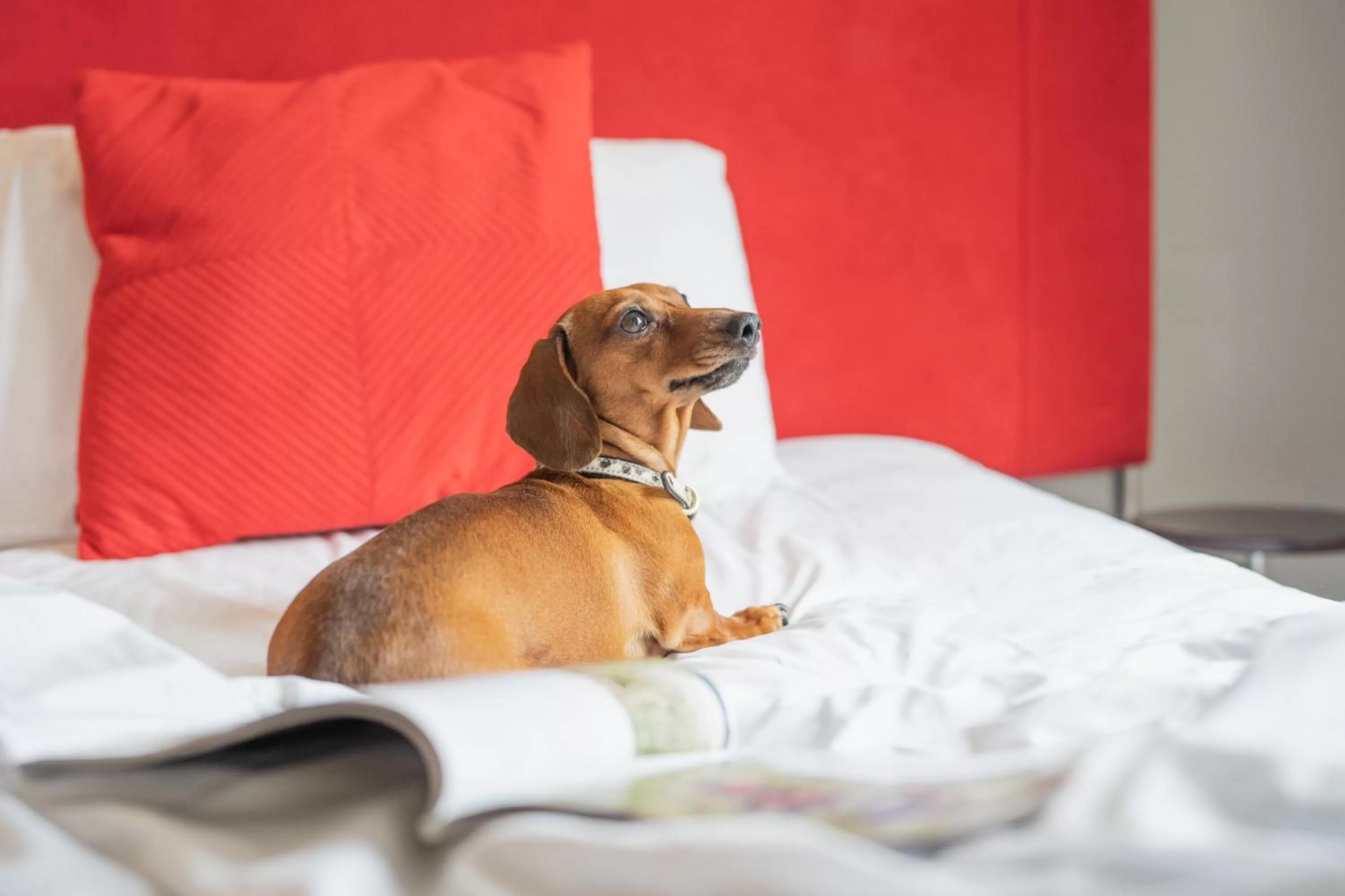 Pets, Bed in The Clifton Hotel Bristol