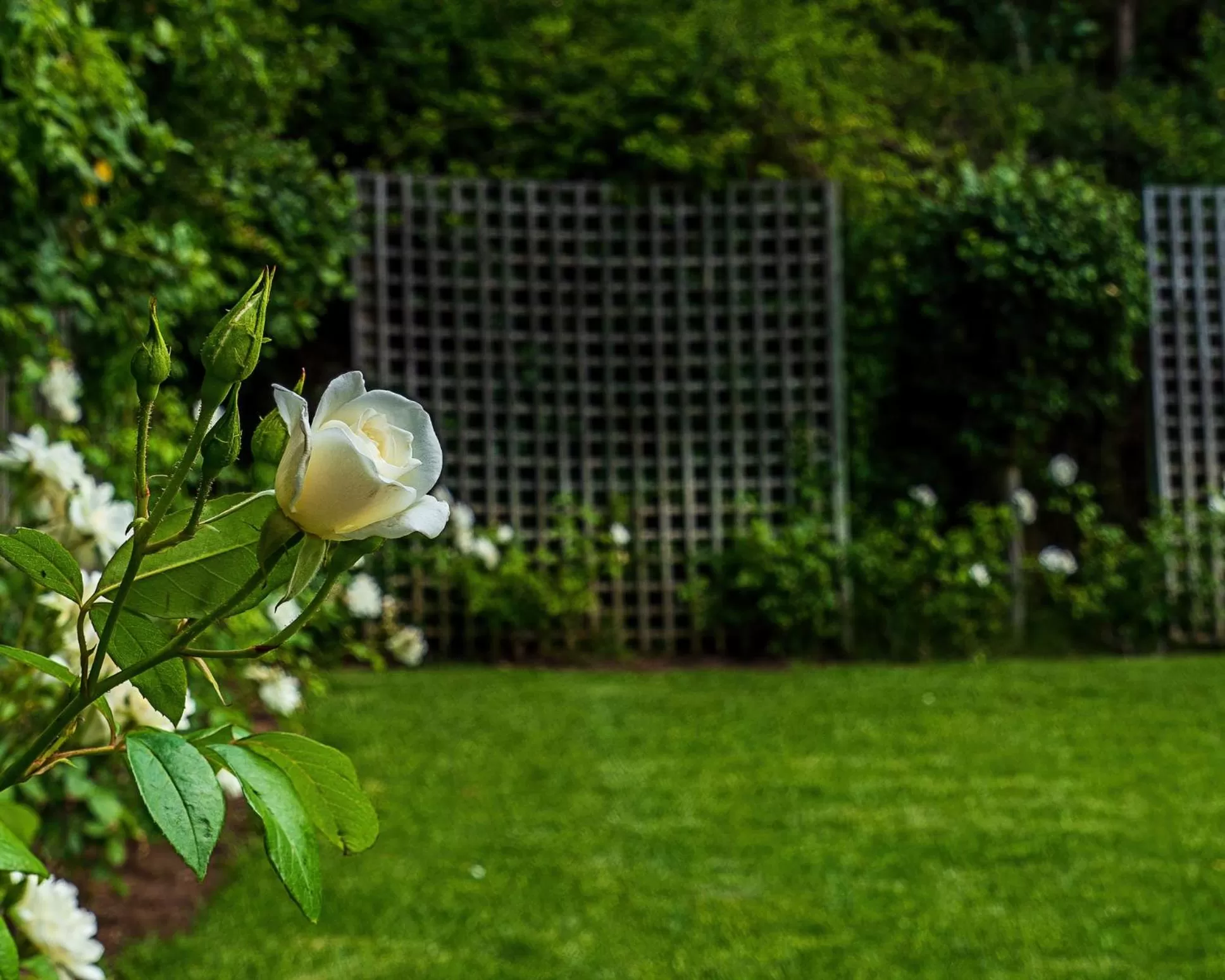Garden in Mimosa Lodge
