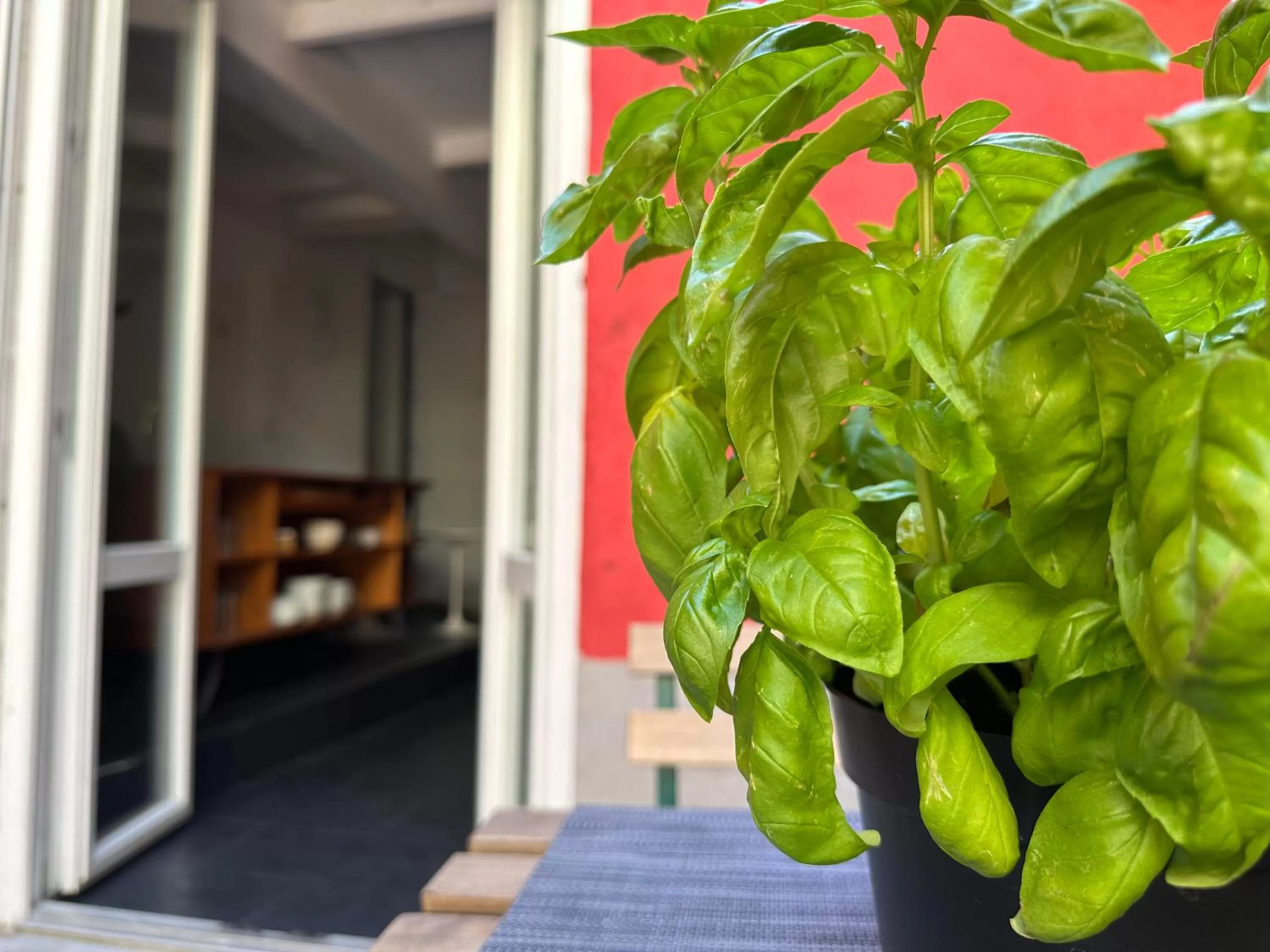 Garden in Boutique Hotel Novecento