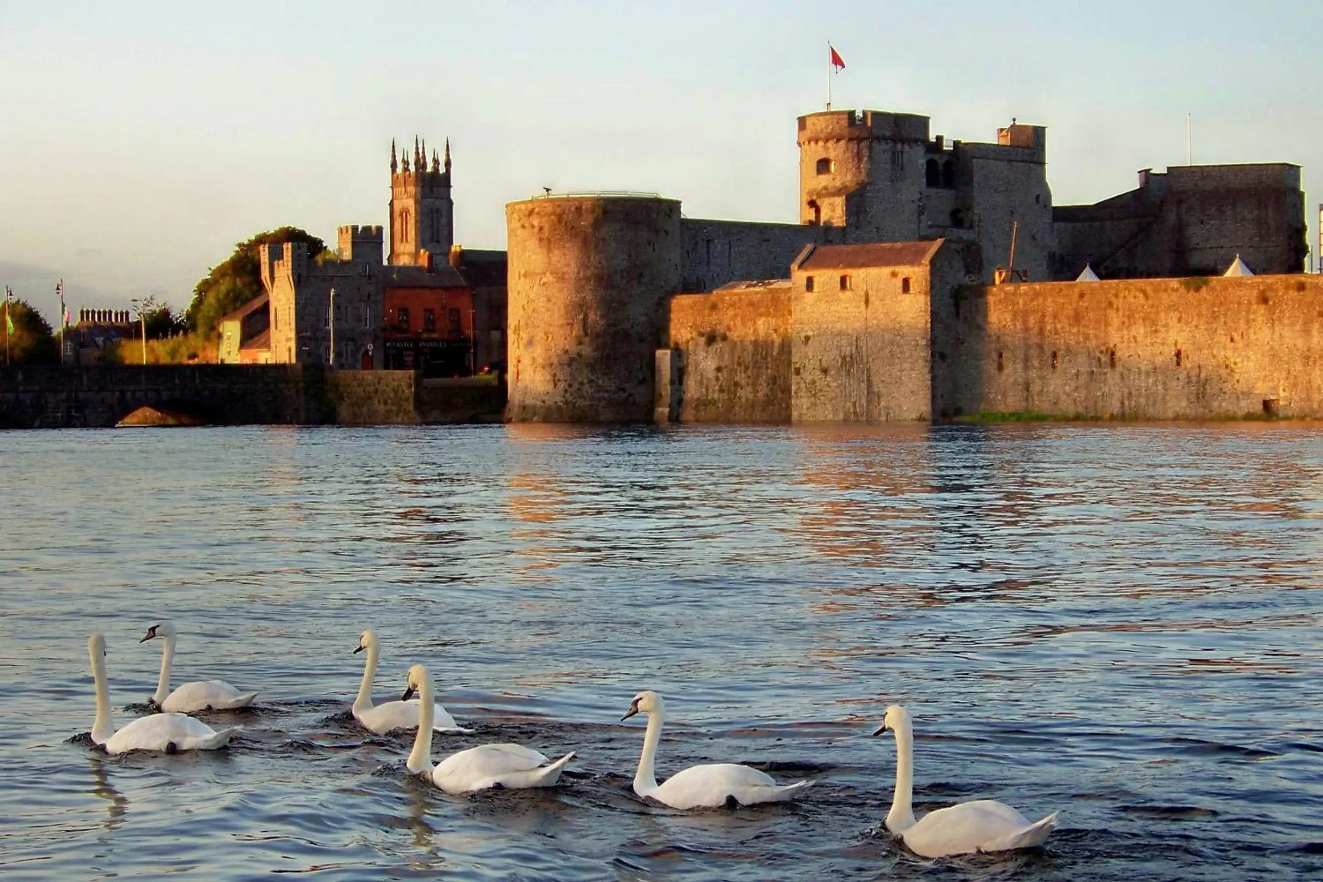 Nearby landmark, Other Animals in Limerick Strand Hotel