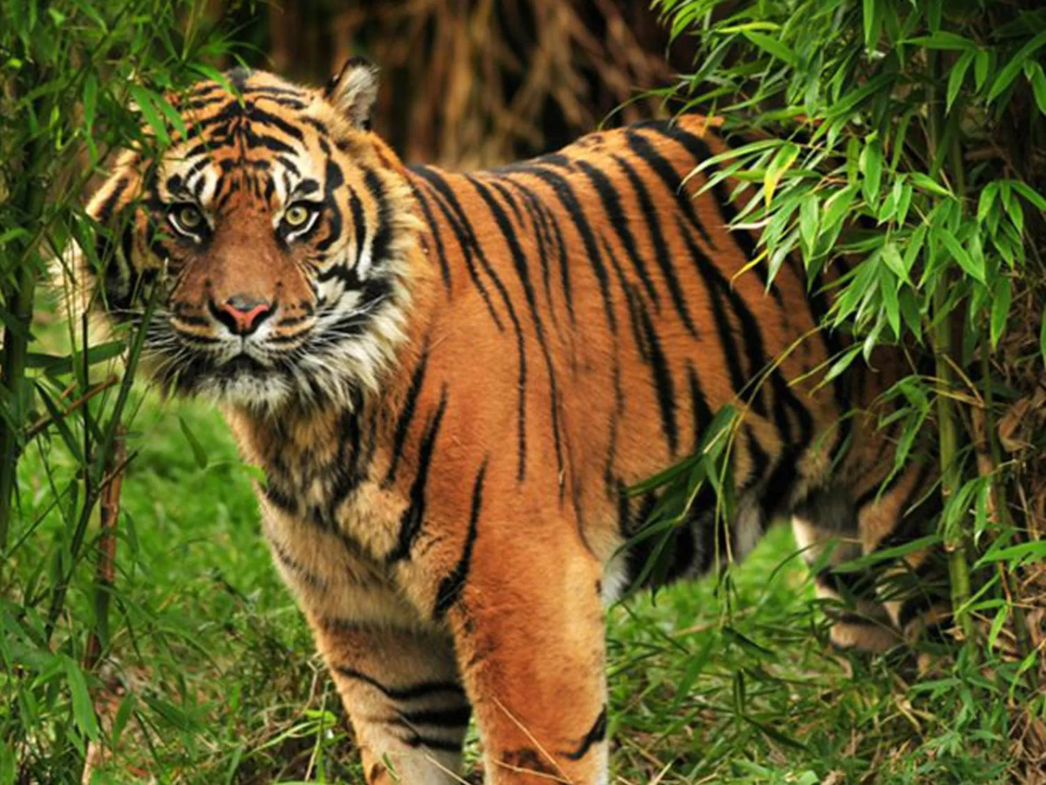 Animals in Corbett Treat Resort By Atya Hotels