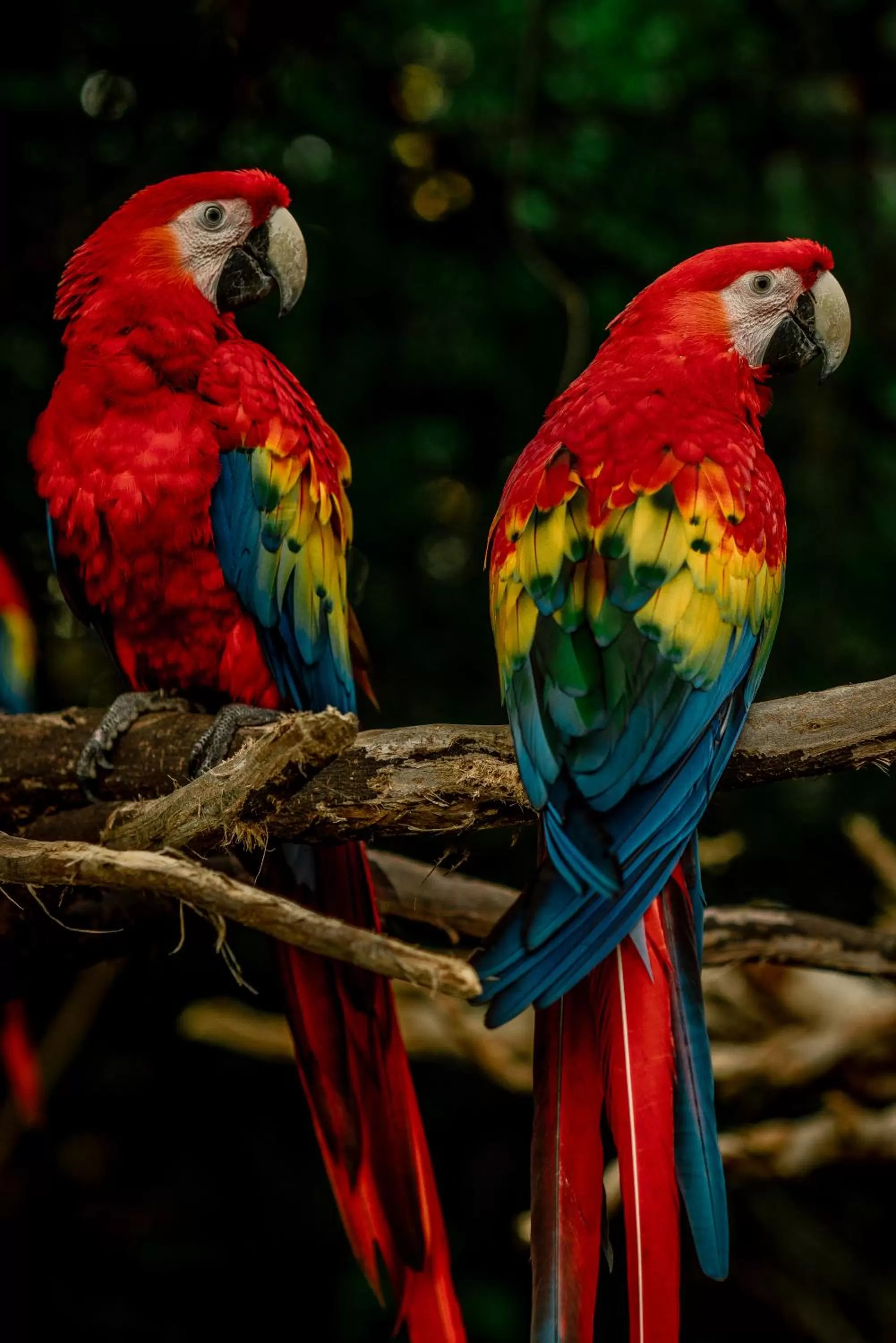 Animals in Hotel Xcaret Mexico All Parks All Fun Inclusive