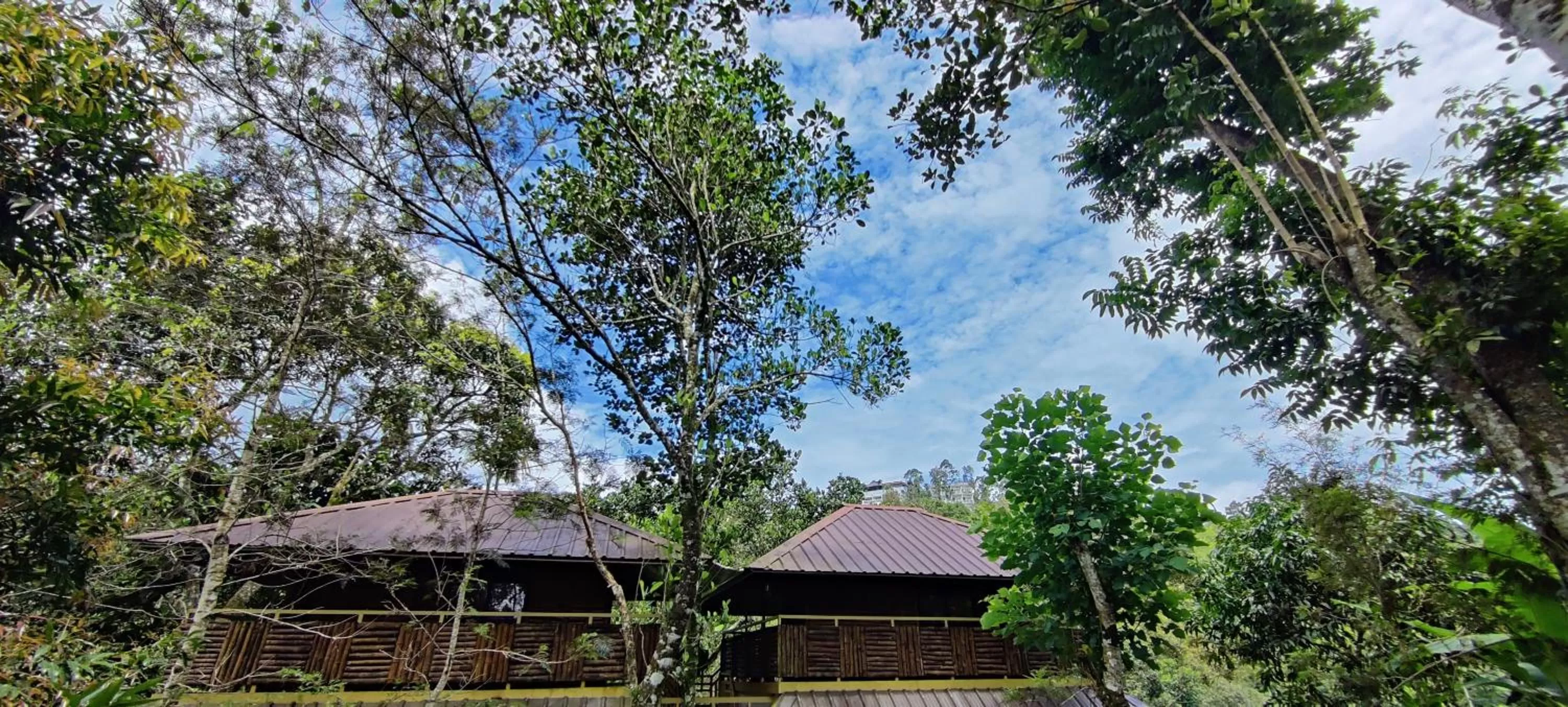 Property Building in Chalona Jungle Vibe