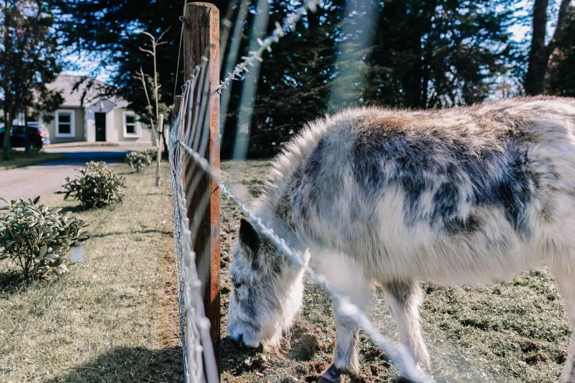 Animals, Other Animals in Brookhall Cottages