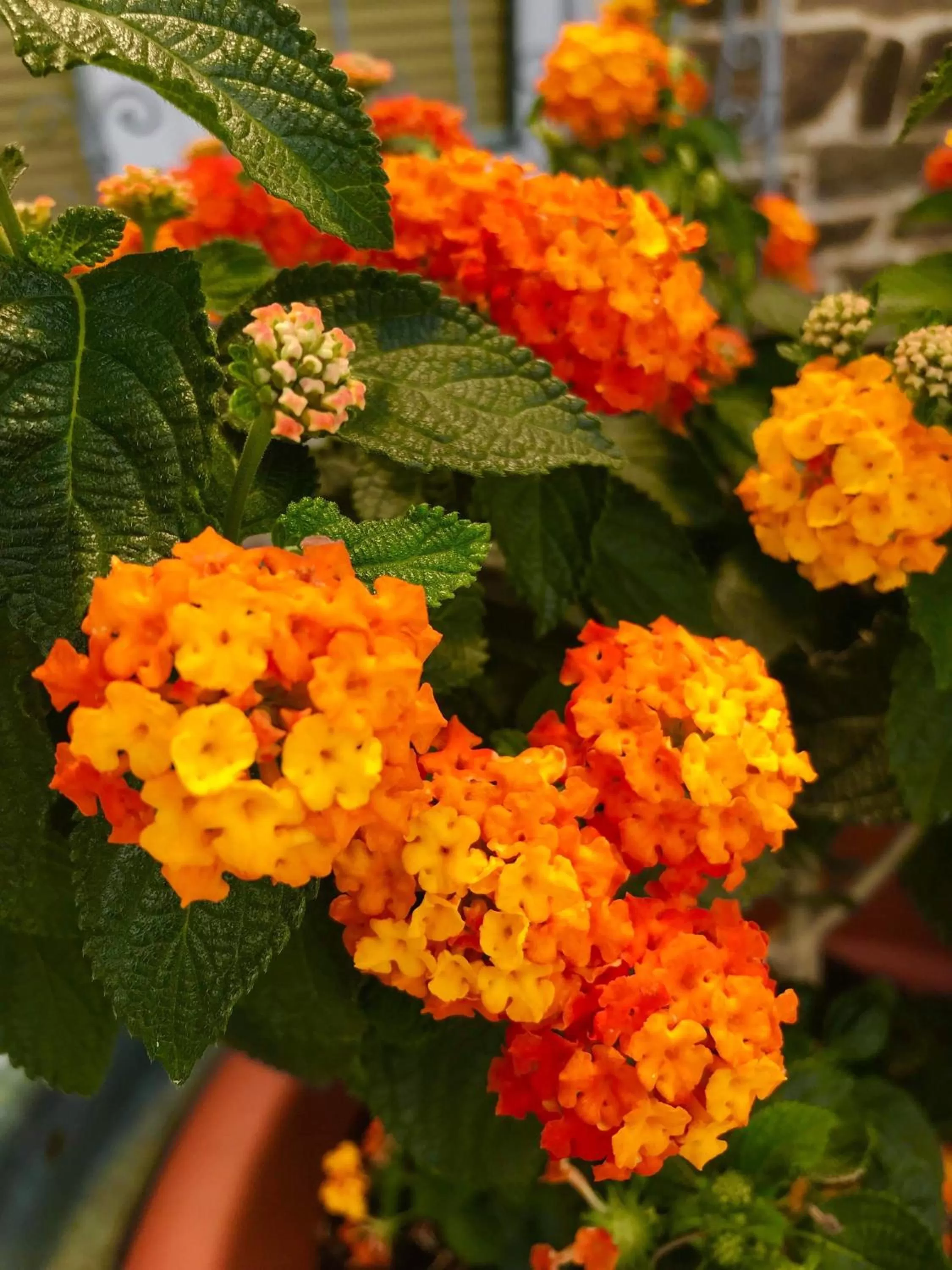 Garden in Haus Adams - das Wohlfühl Gästehaus