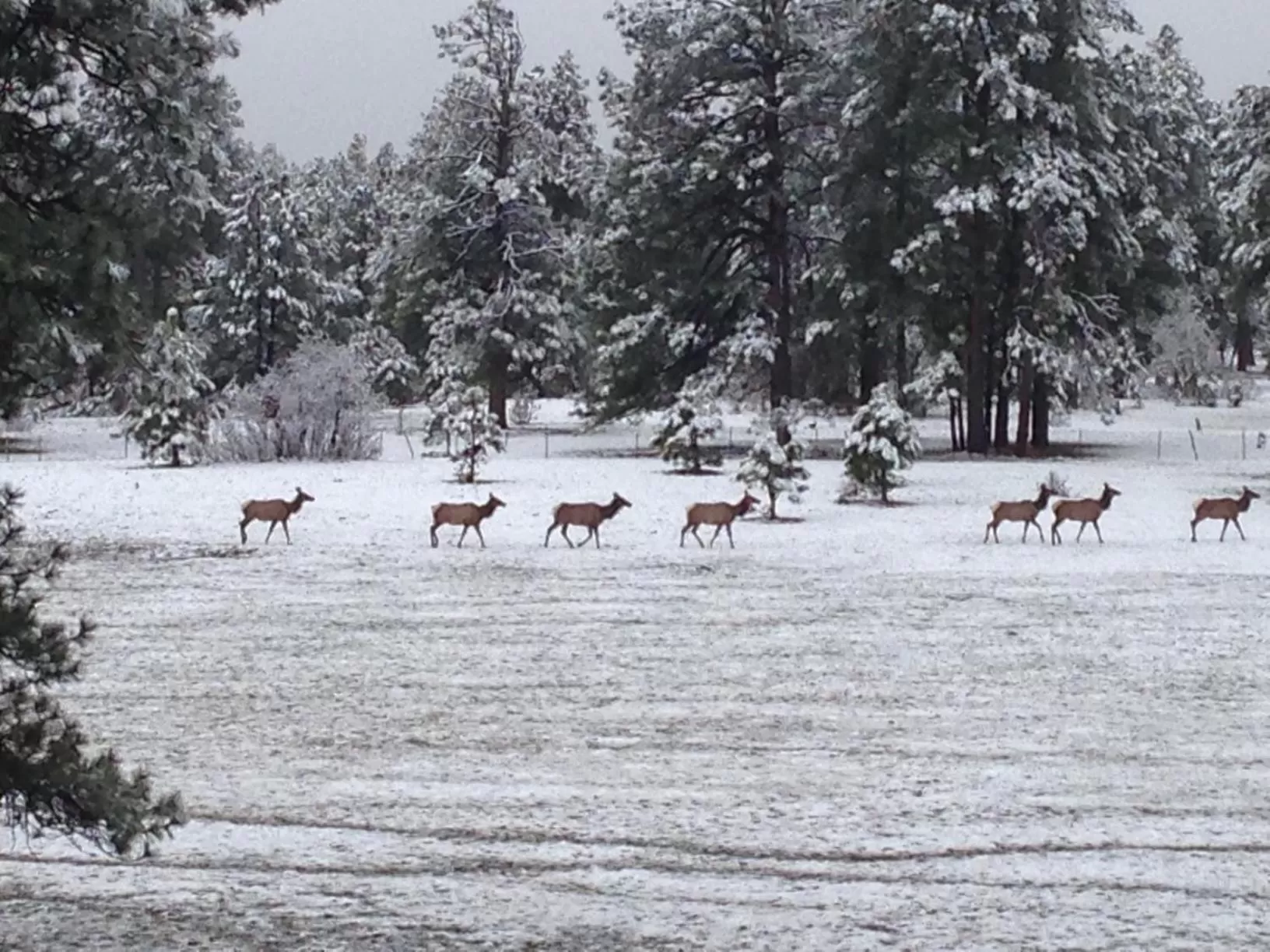 Animals in Elktrace Bed and Breakfast