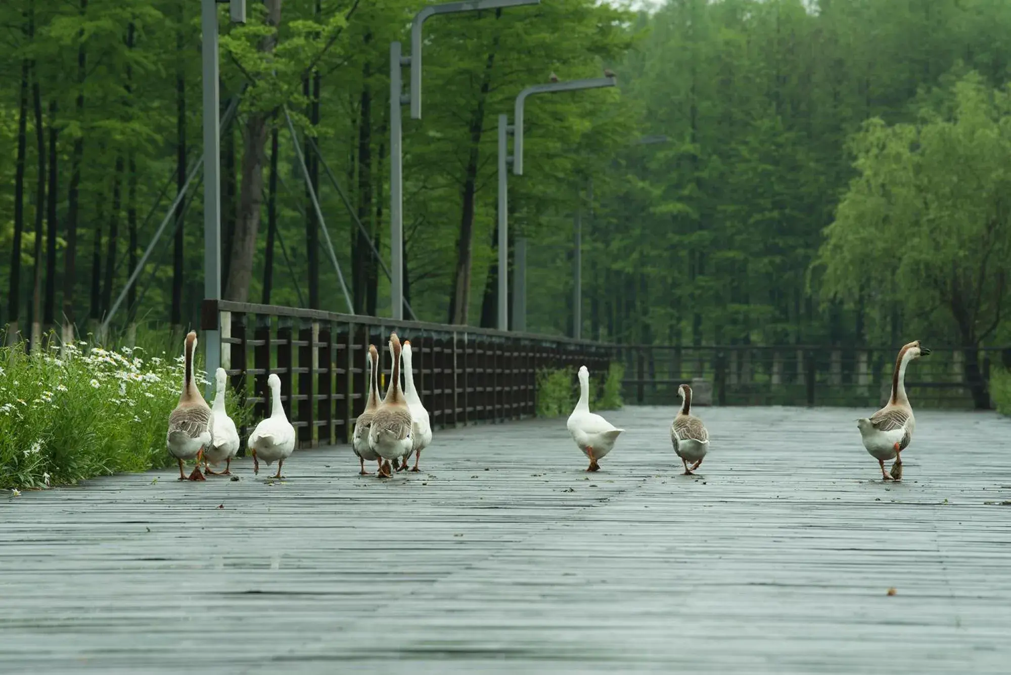 Summer, Other Animals in Fairmont Yangcheng Lake Kunshan