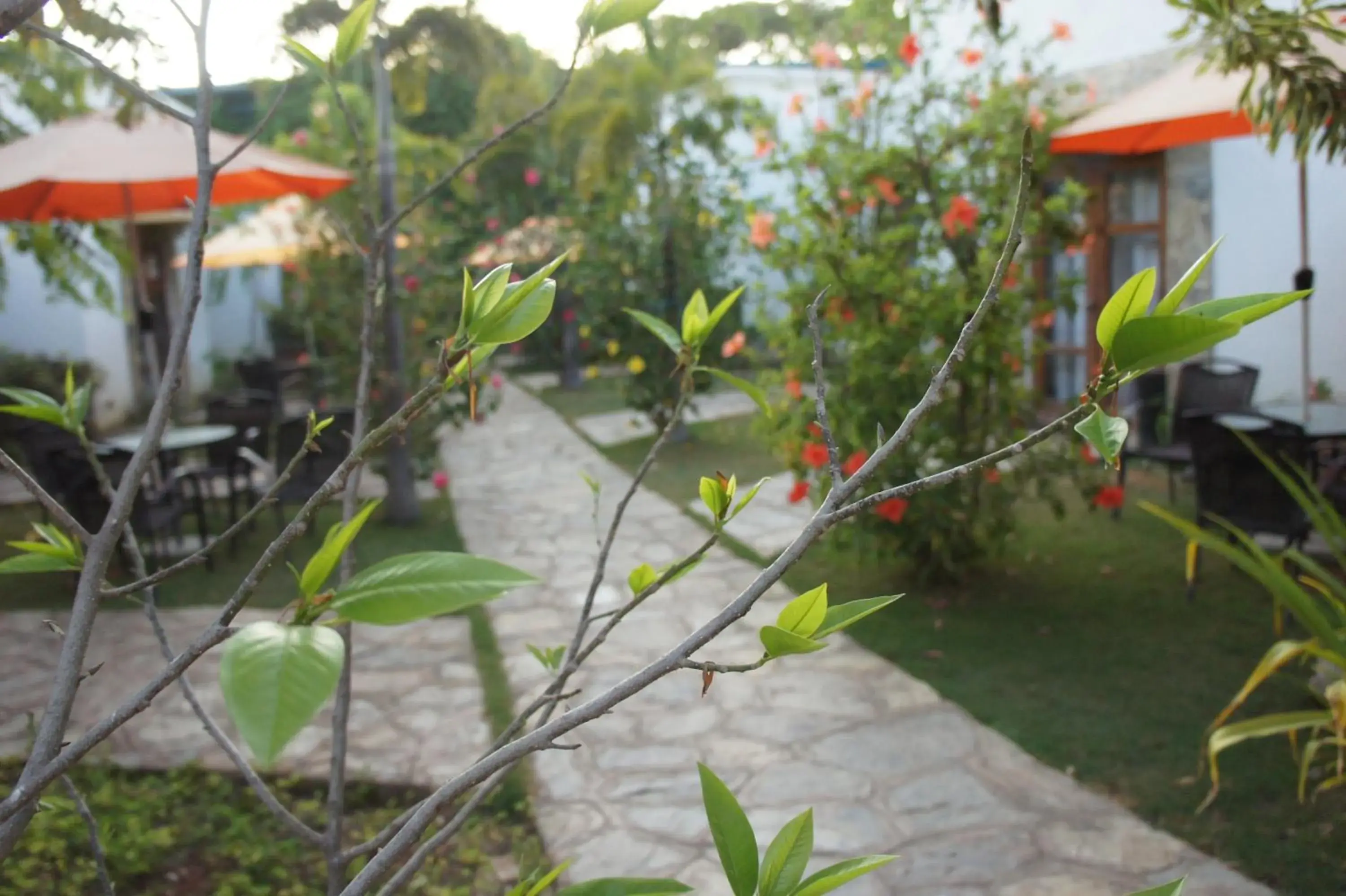 Other, Garden in Acacia Tree Garden Hotel