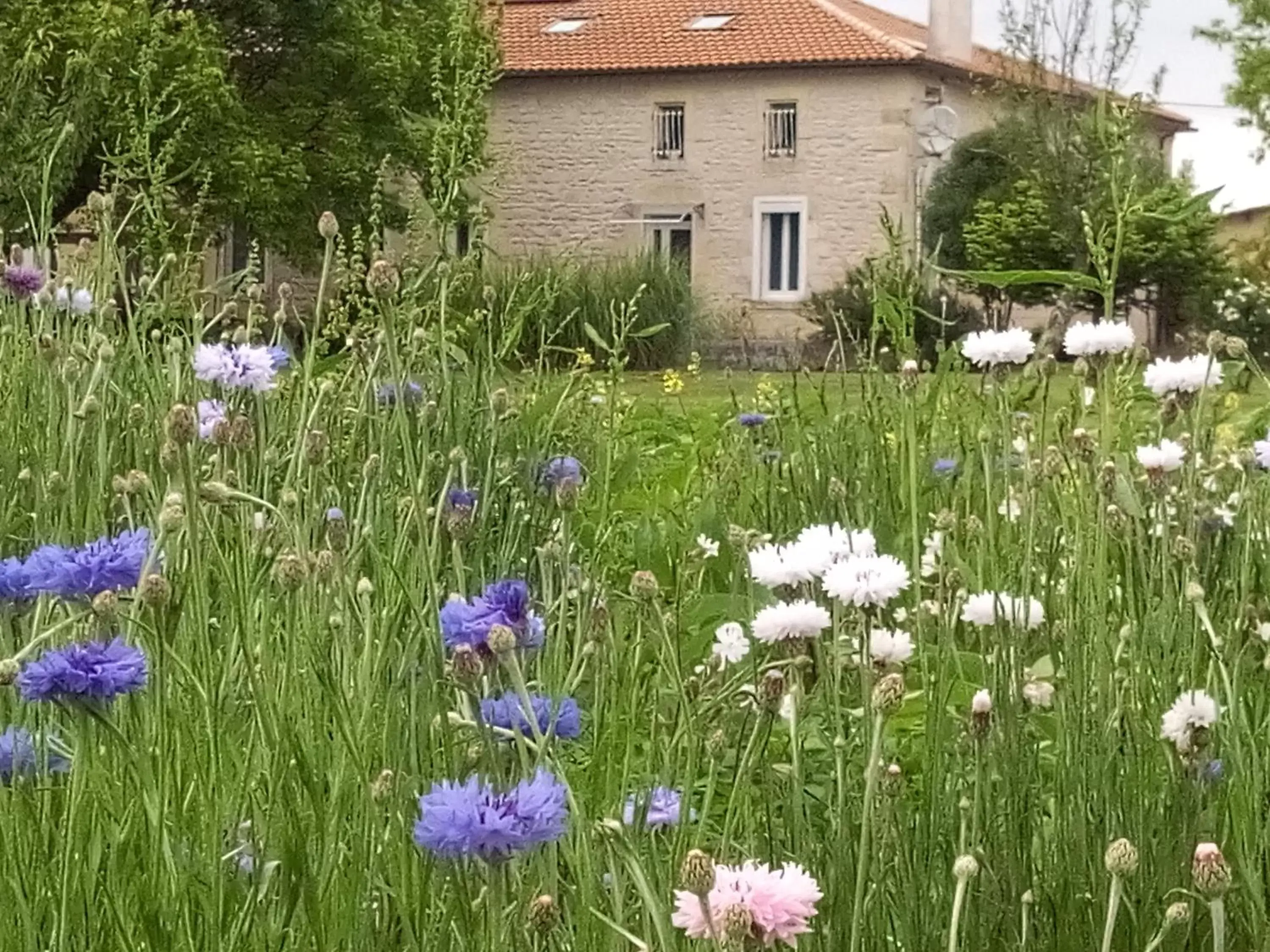 Facade/entrance, Garden in Chambres d'Hôtes Château Pierre de Montignac