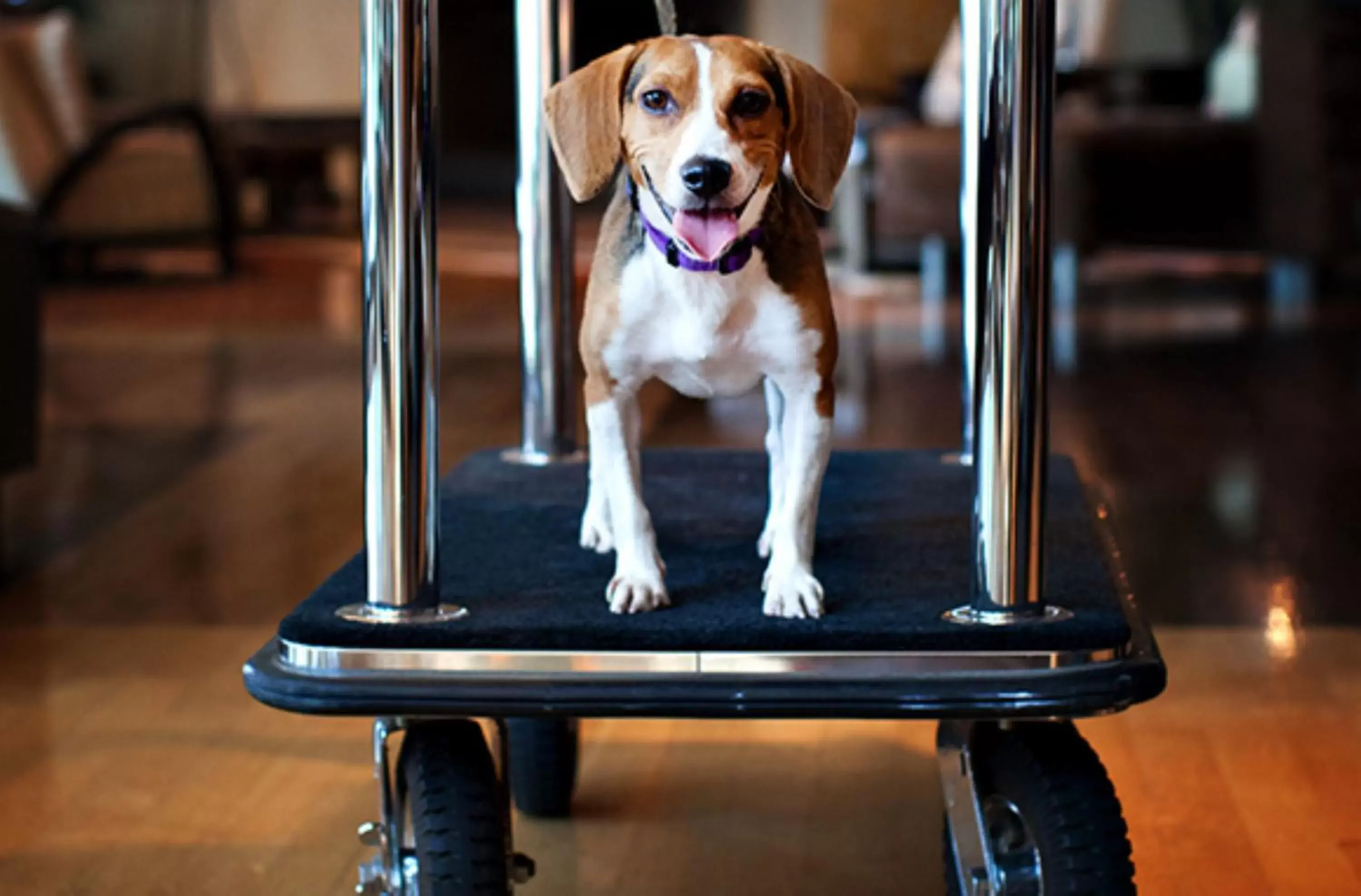 Lobby or reception, Pets in Holiday Inn Express Indio, an IHG Hotel