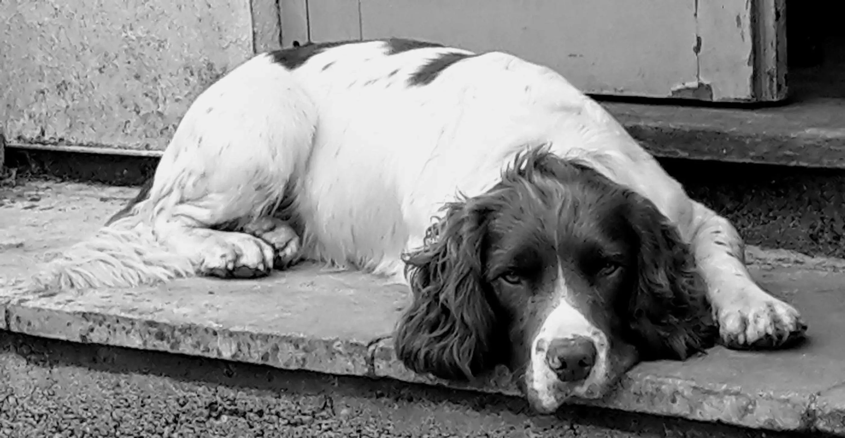 Pets in The Five Dials Inn