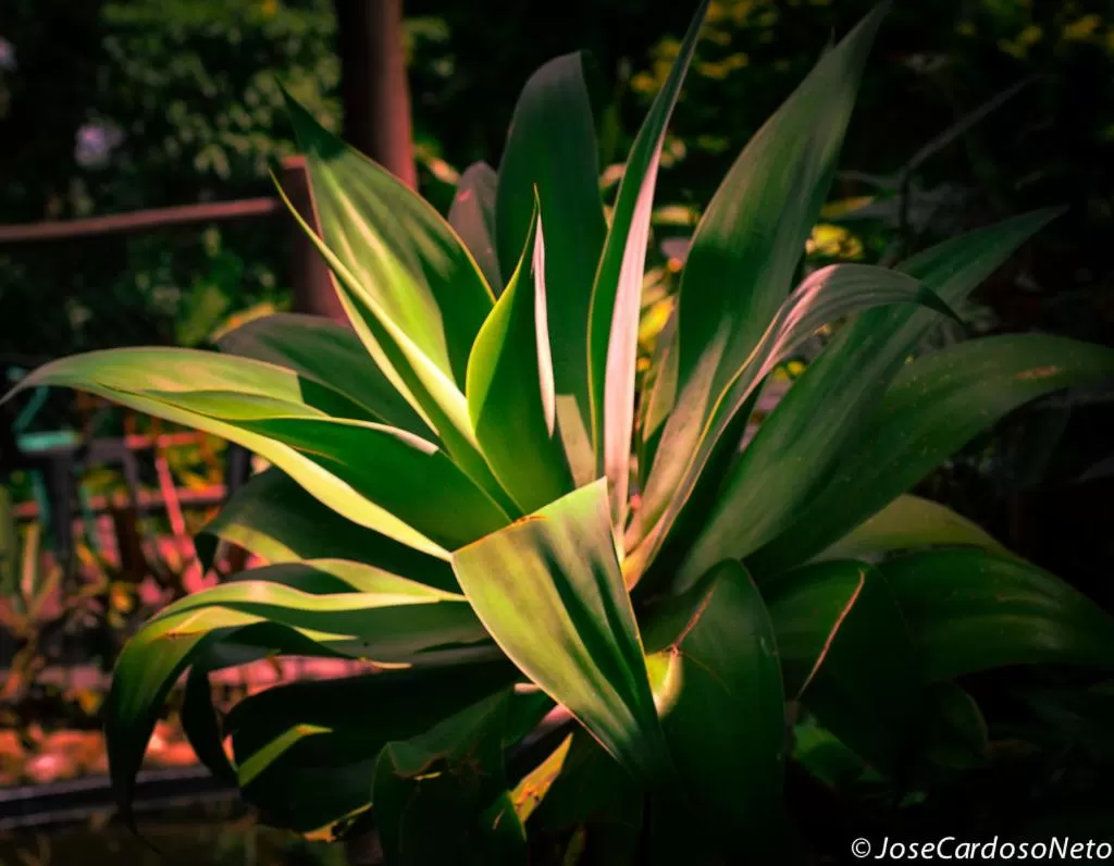 Garden in Pousada Vila Santa Barbara