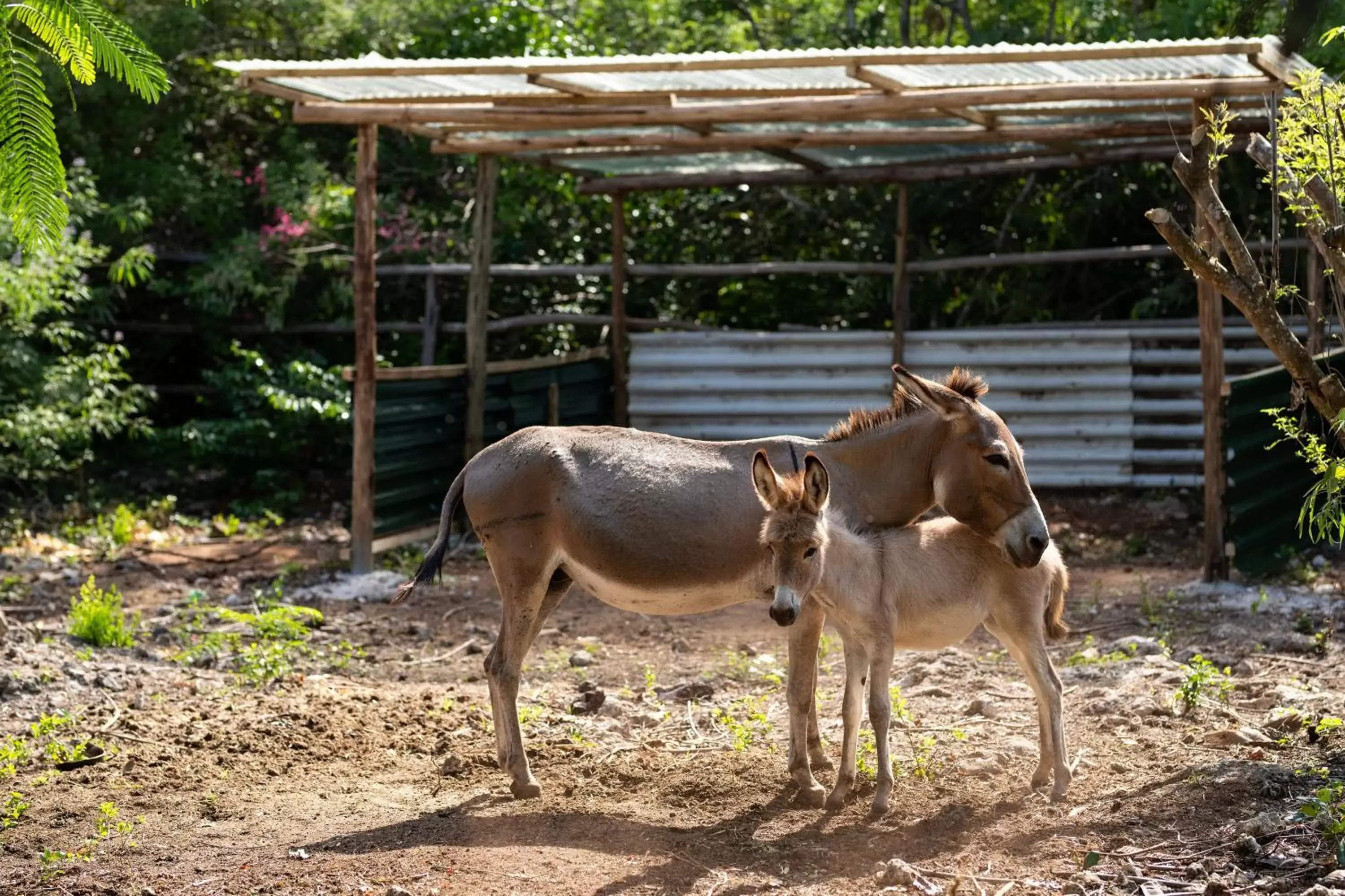 Garden, Other Animals in Melia Zanzibar