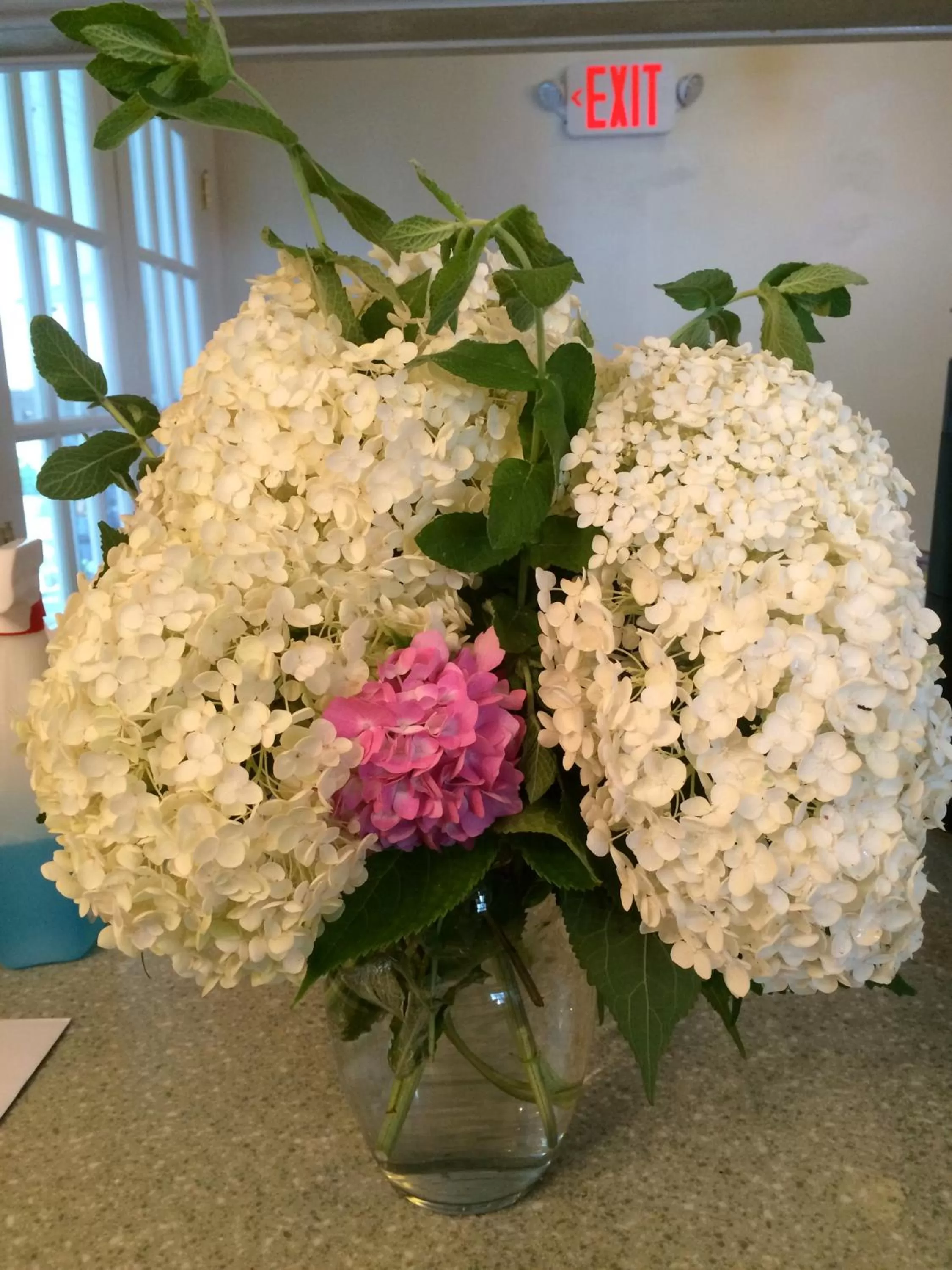 Garden in William's Grant Inn Bed and Breakfast