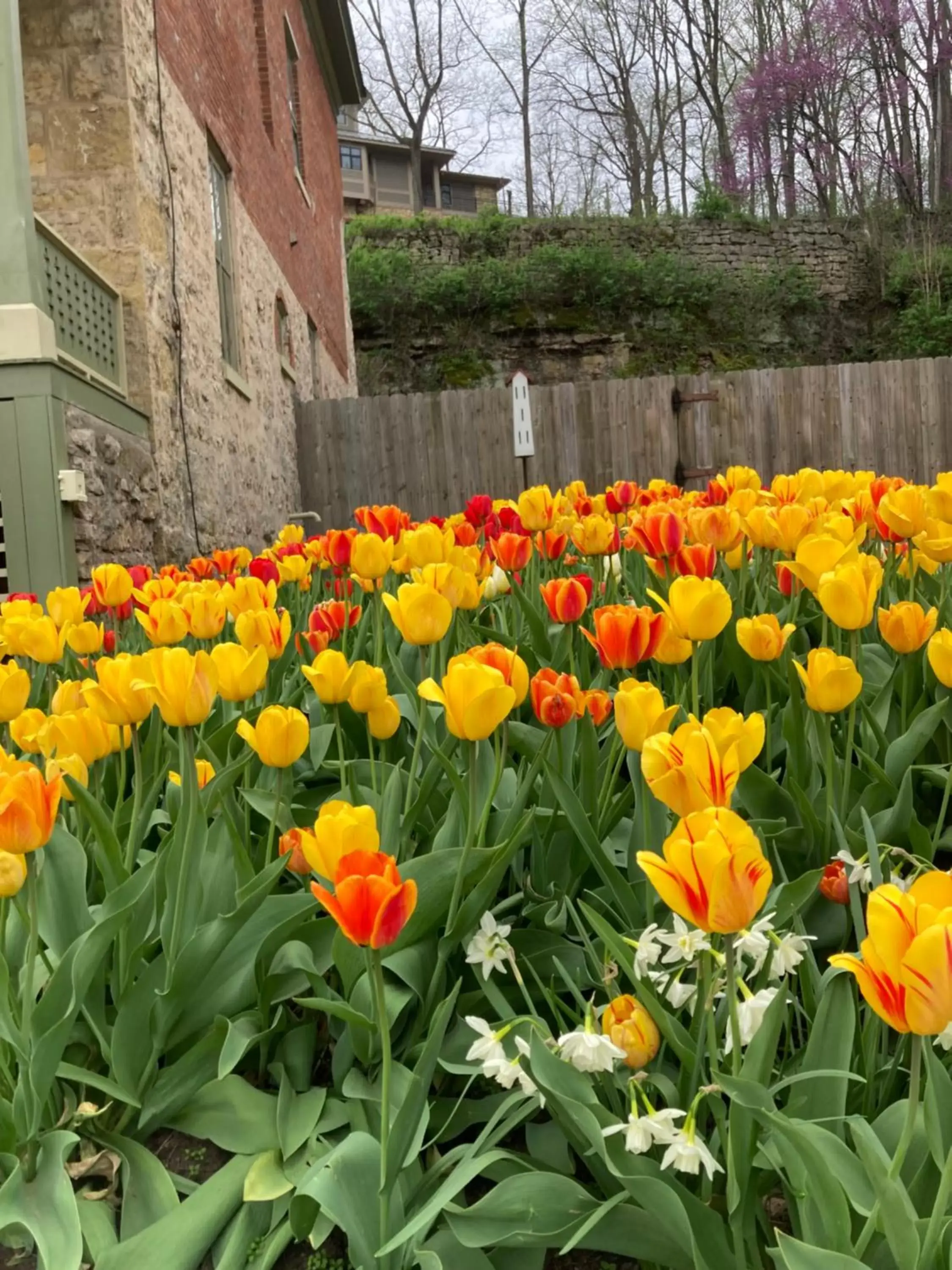 Garden in Abe's Spring Street Guest House